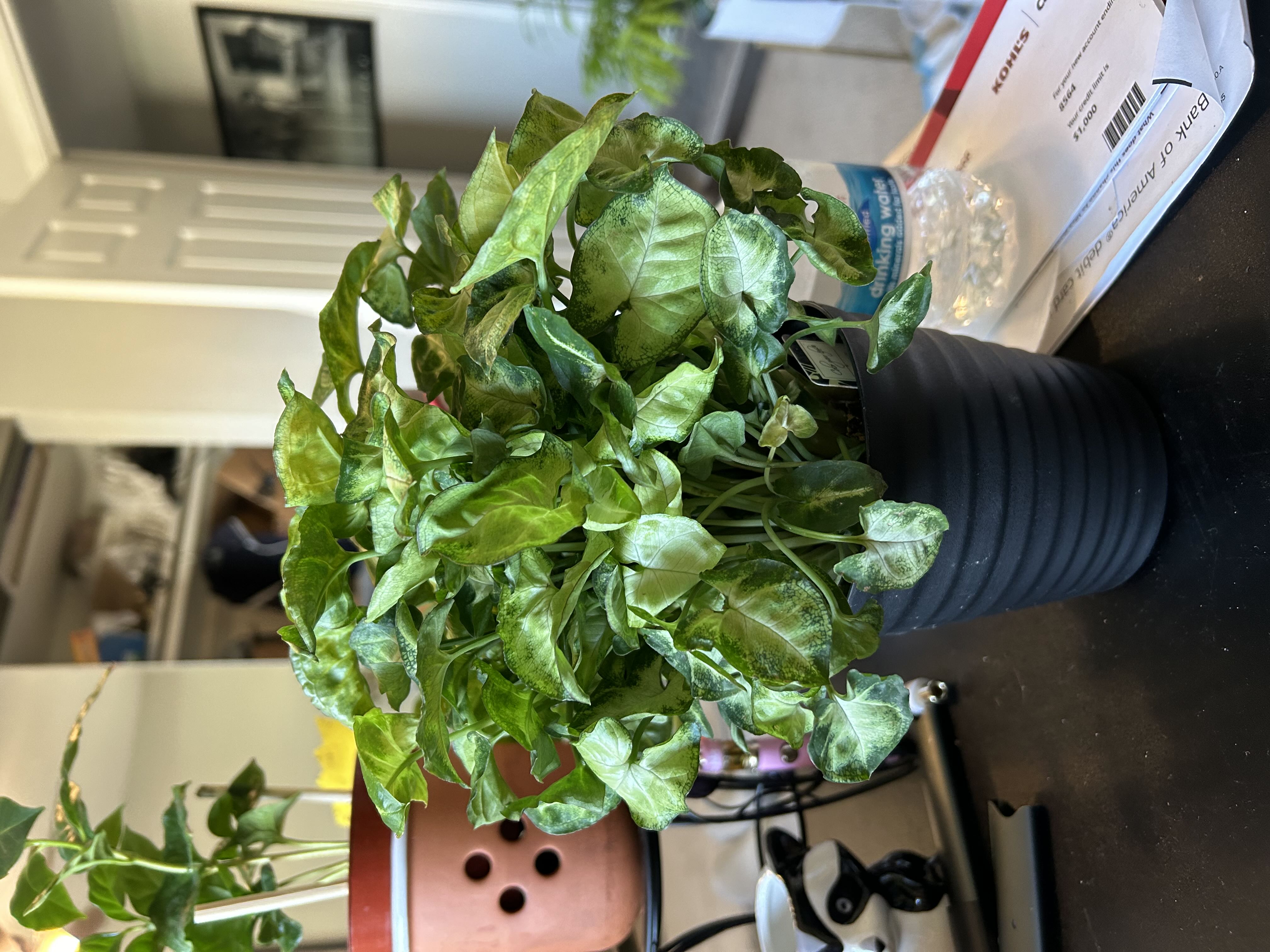 Photo from the post