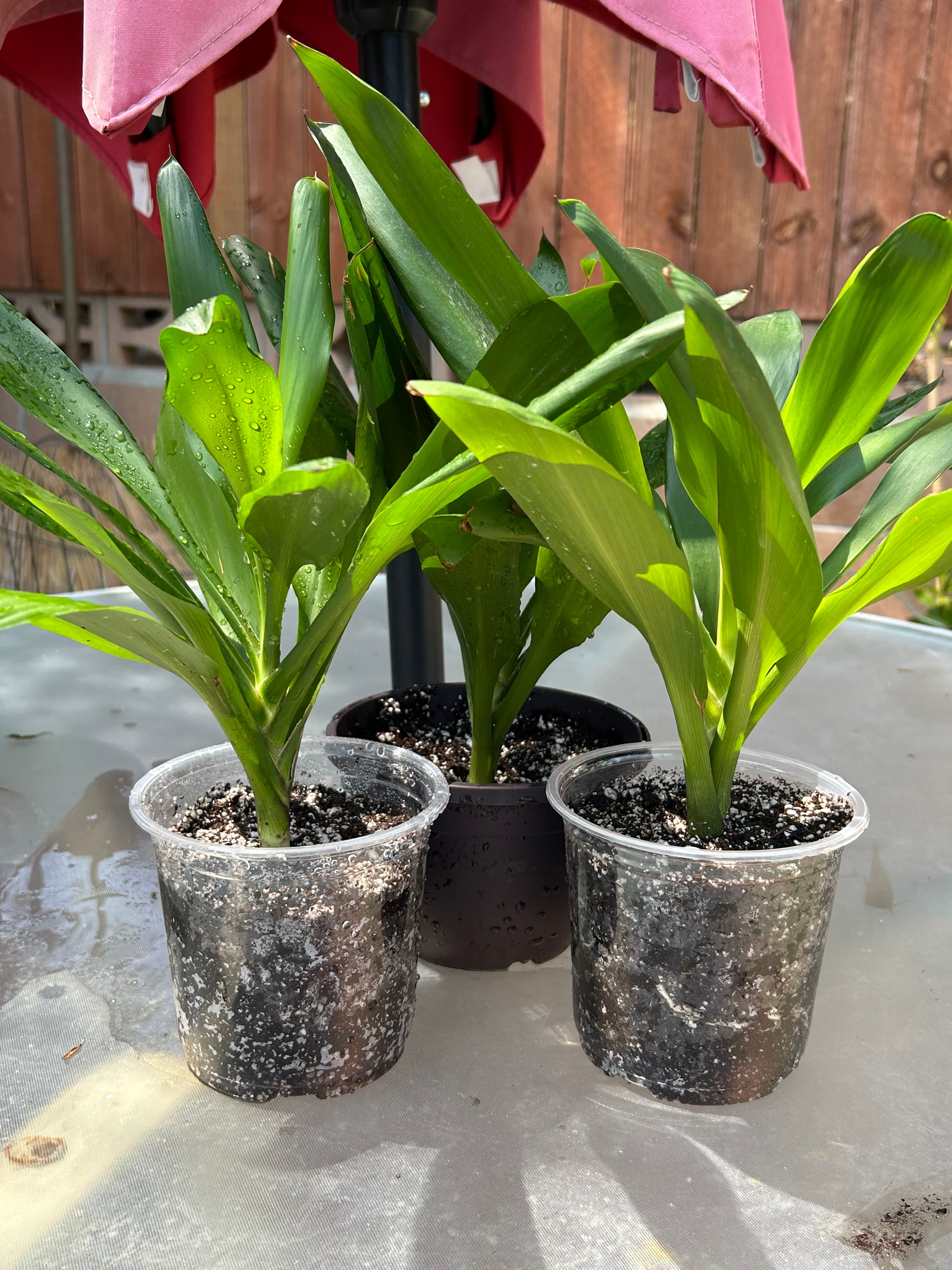 🍃 Ultimate Guide to Fixing Leaves Falling Over on Clivia