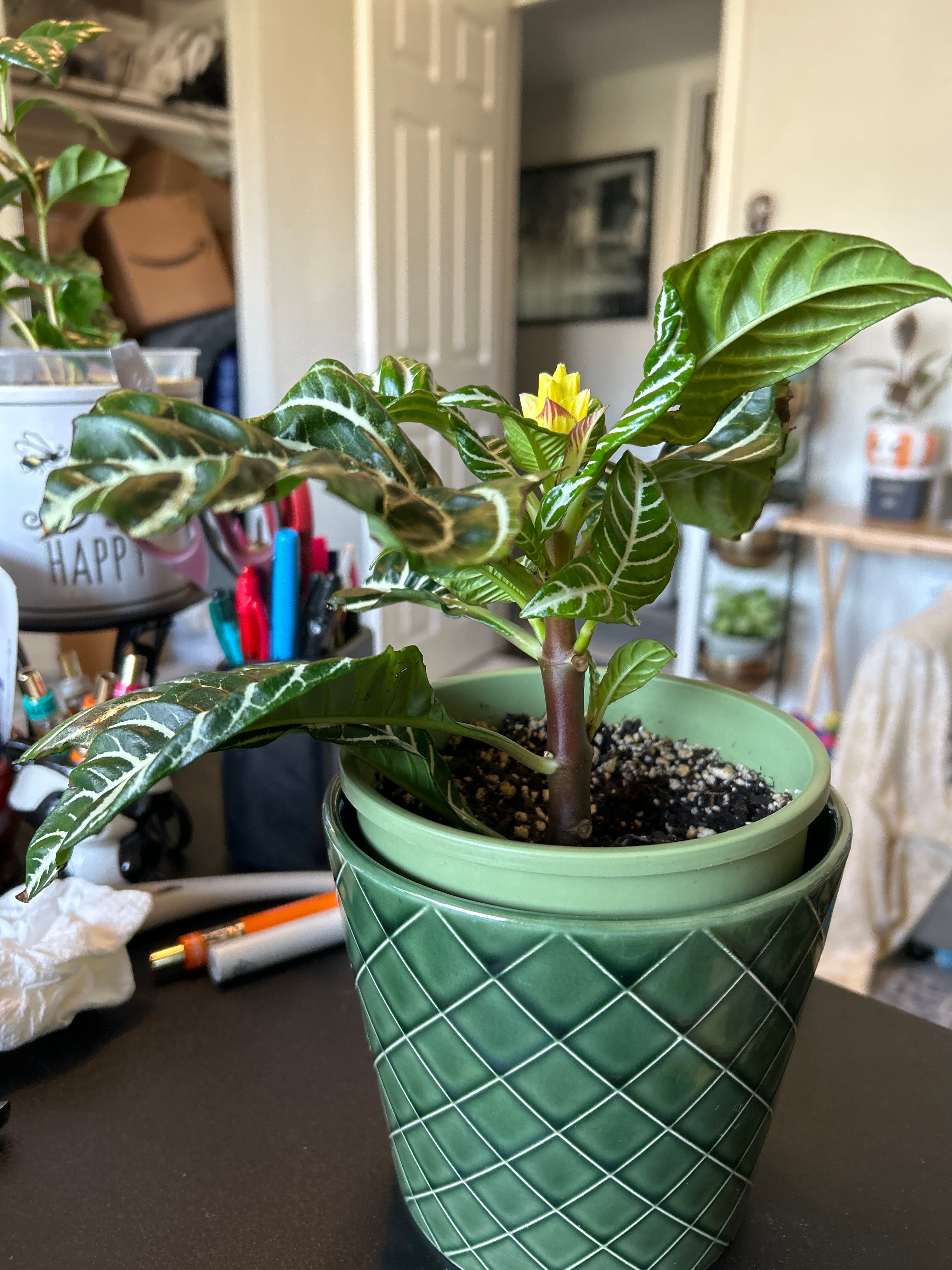 Aphelandra Hybrid How Much Water & Light Does it Need to Thrive?