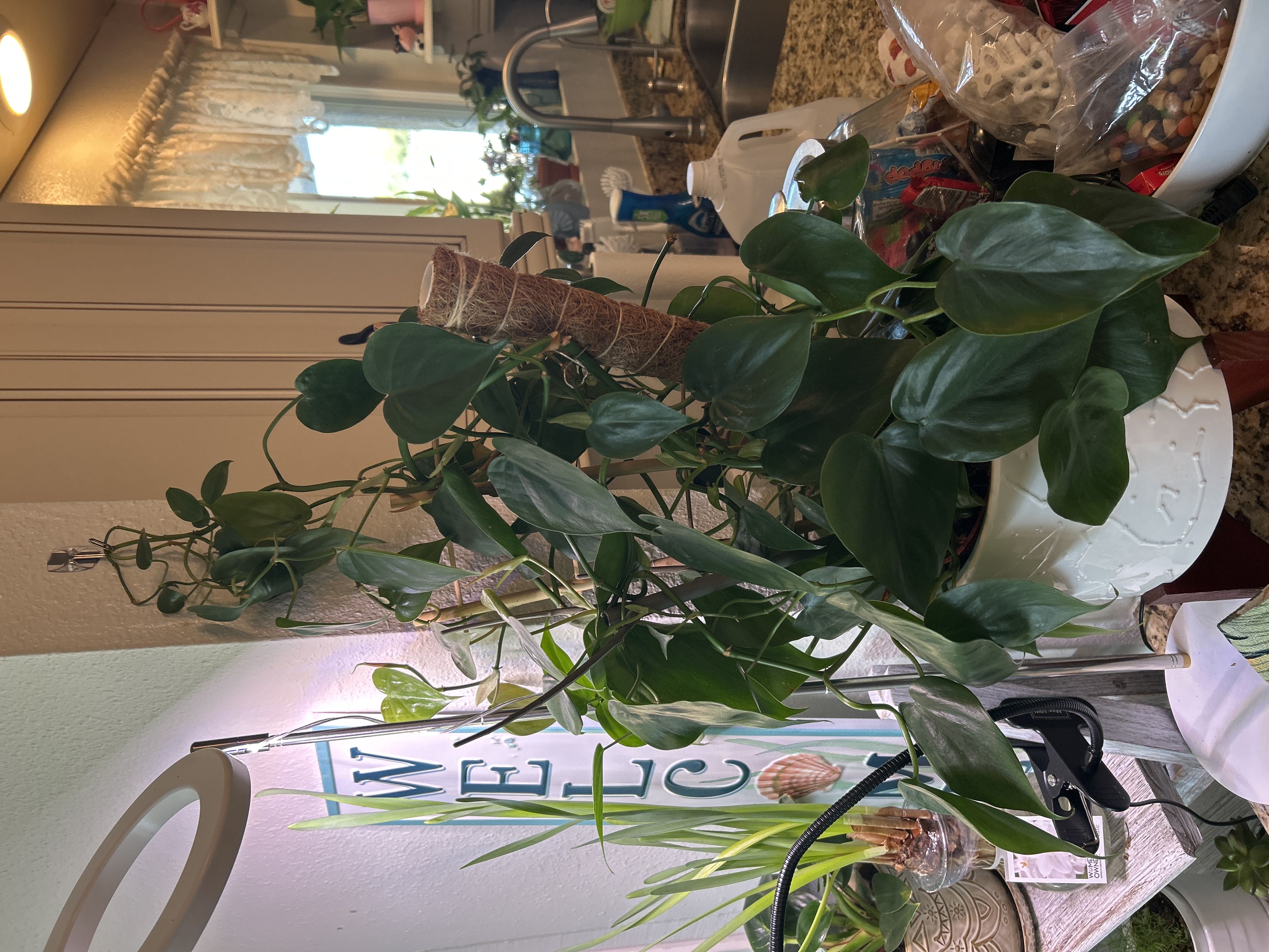 Photo from the post