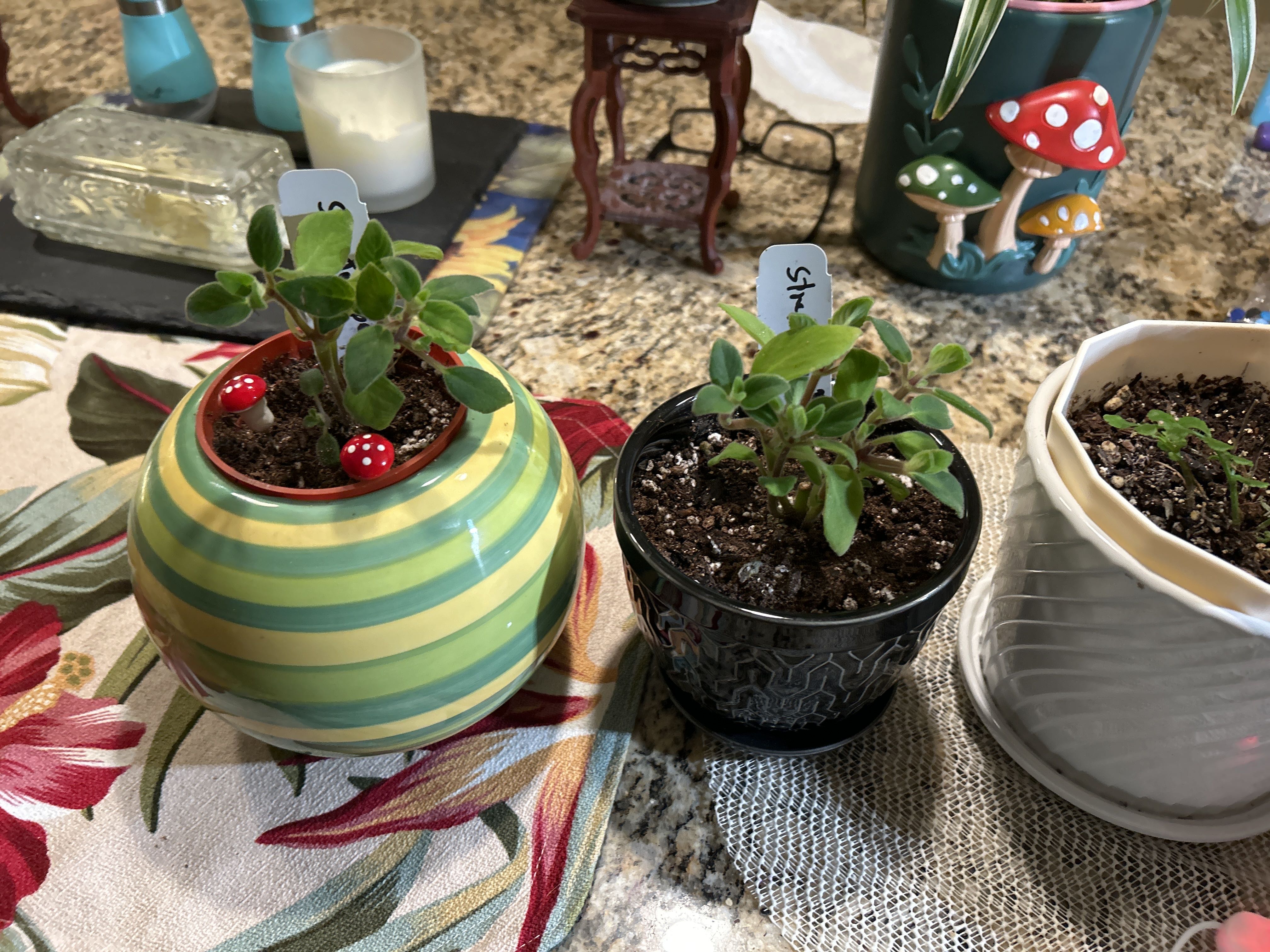 Photo from the post
