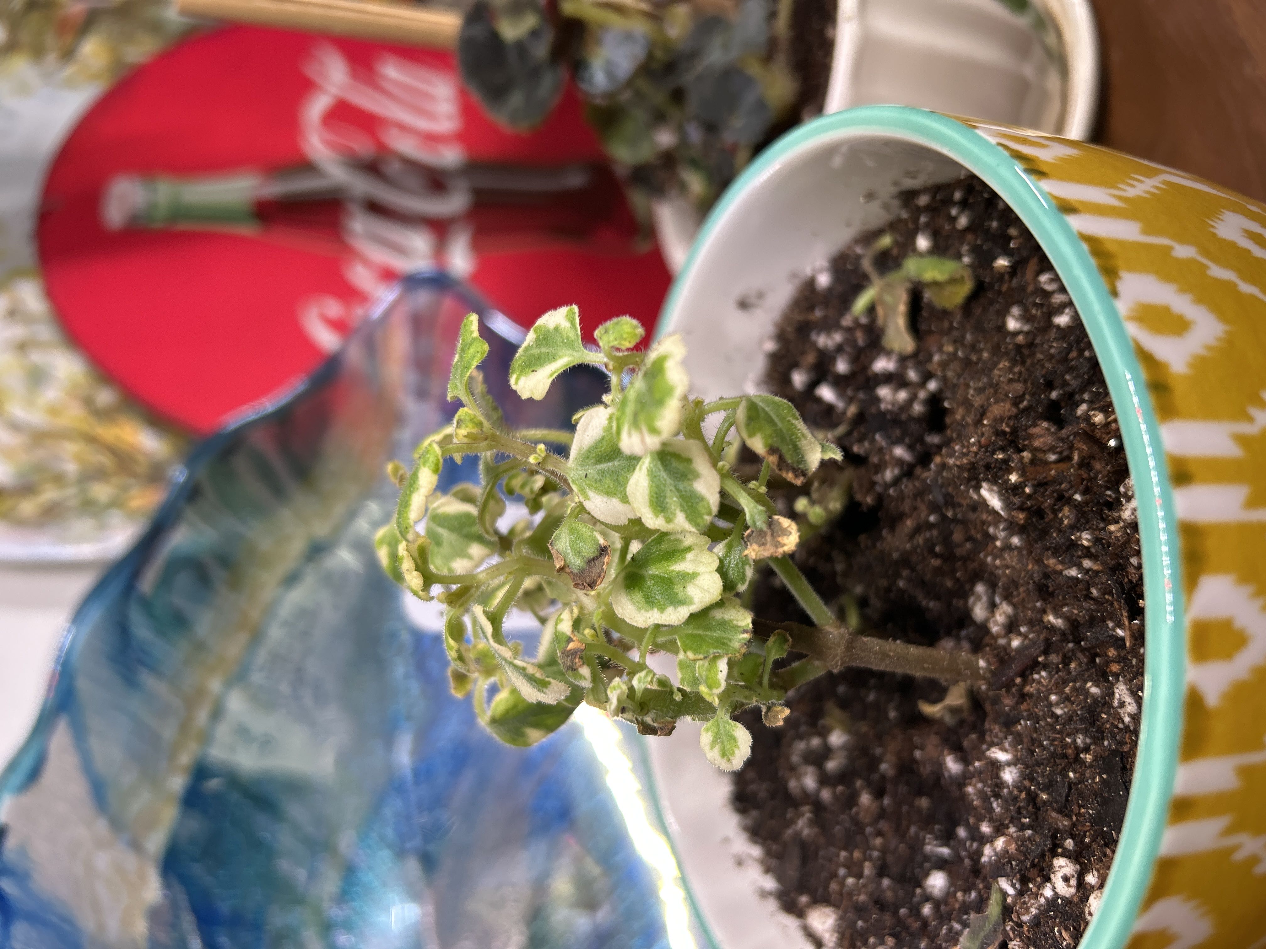 Photo from the post