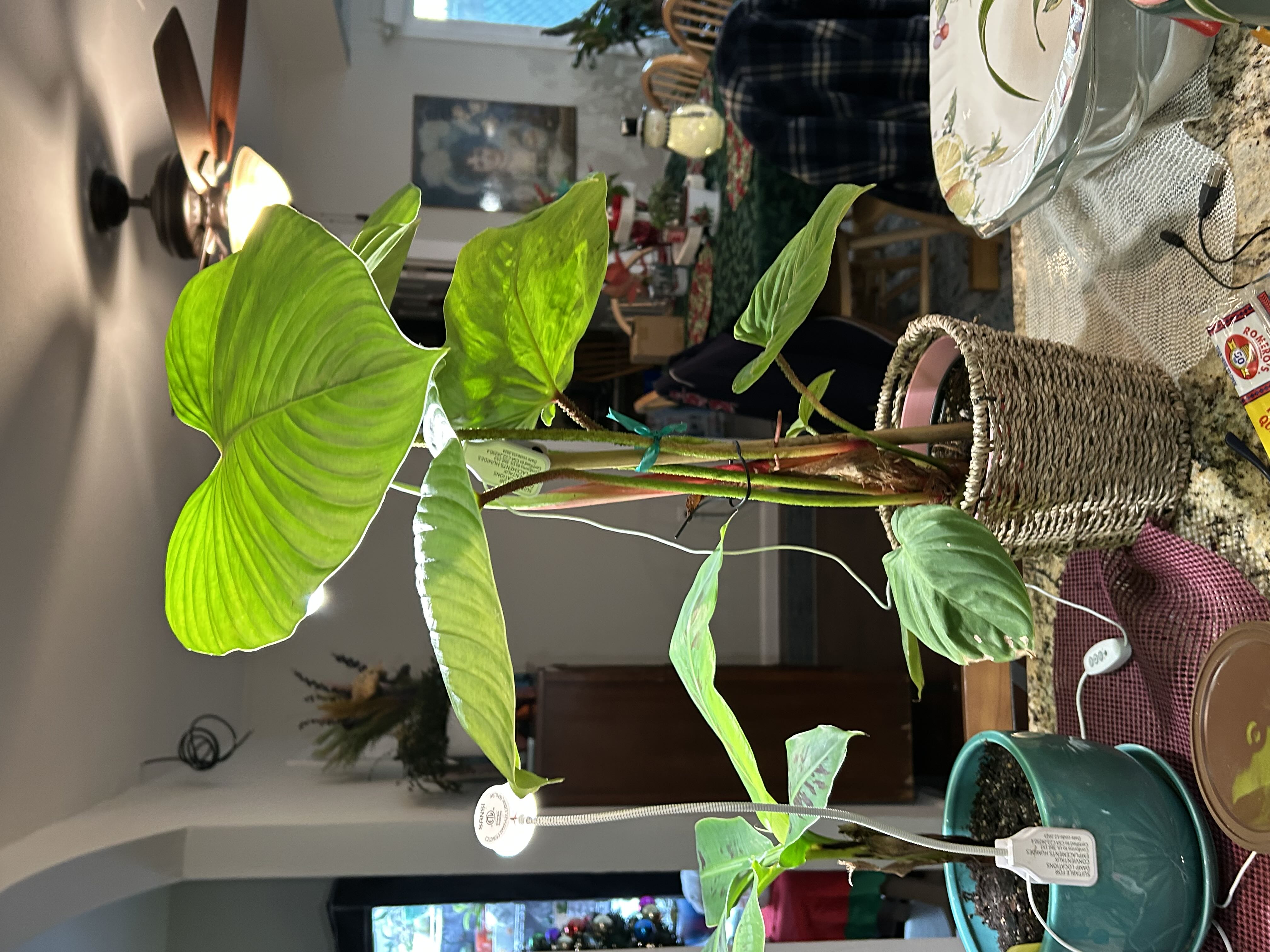 Photo from the post