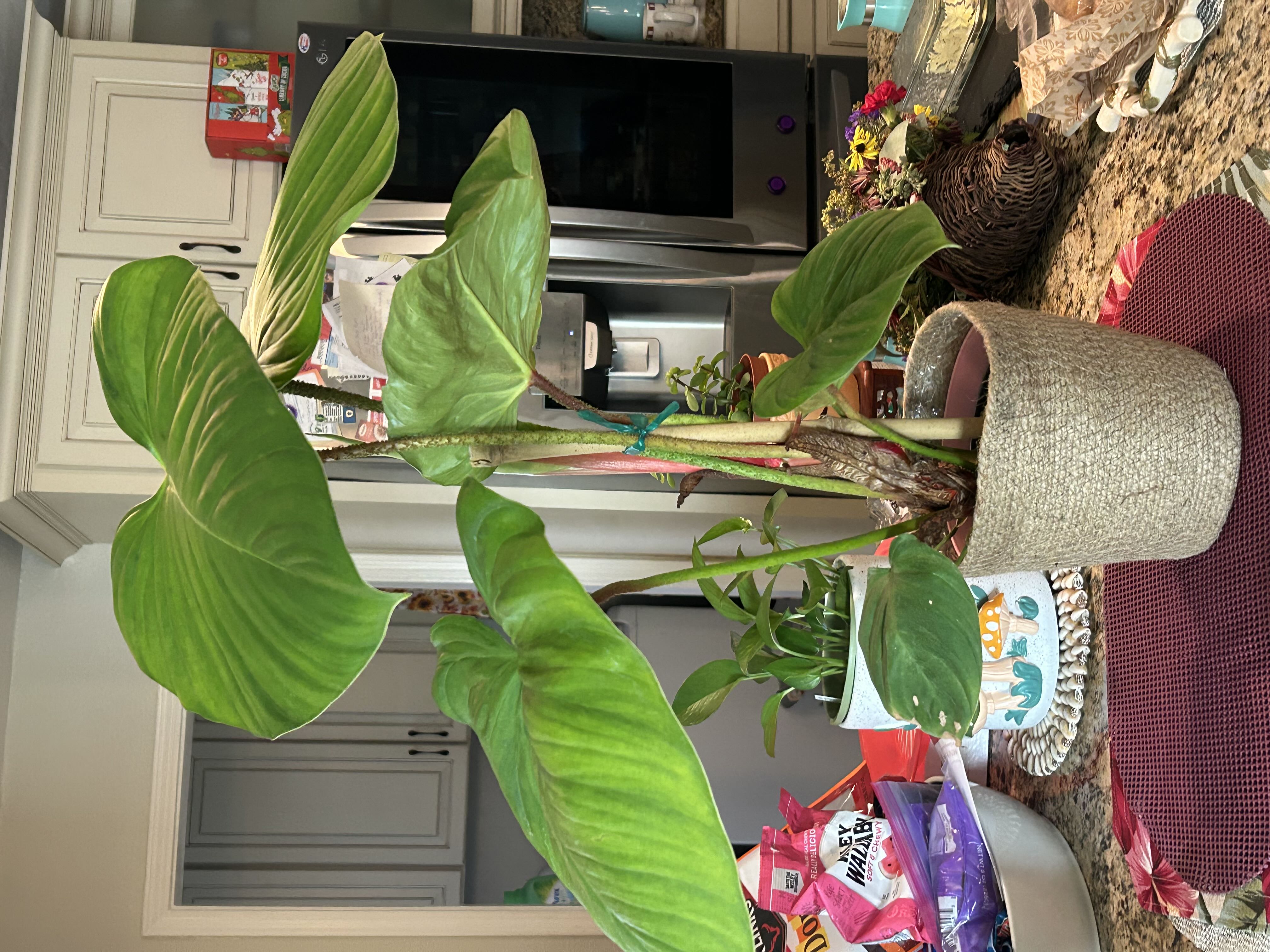 Photo from the post