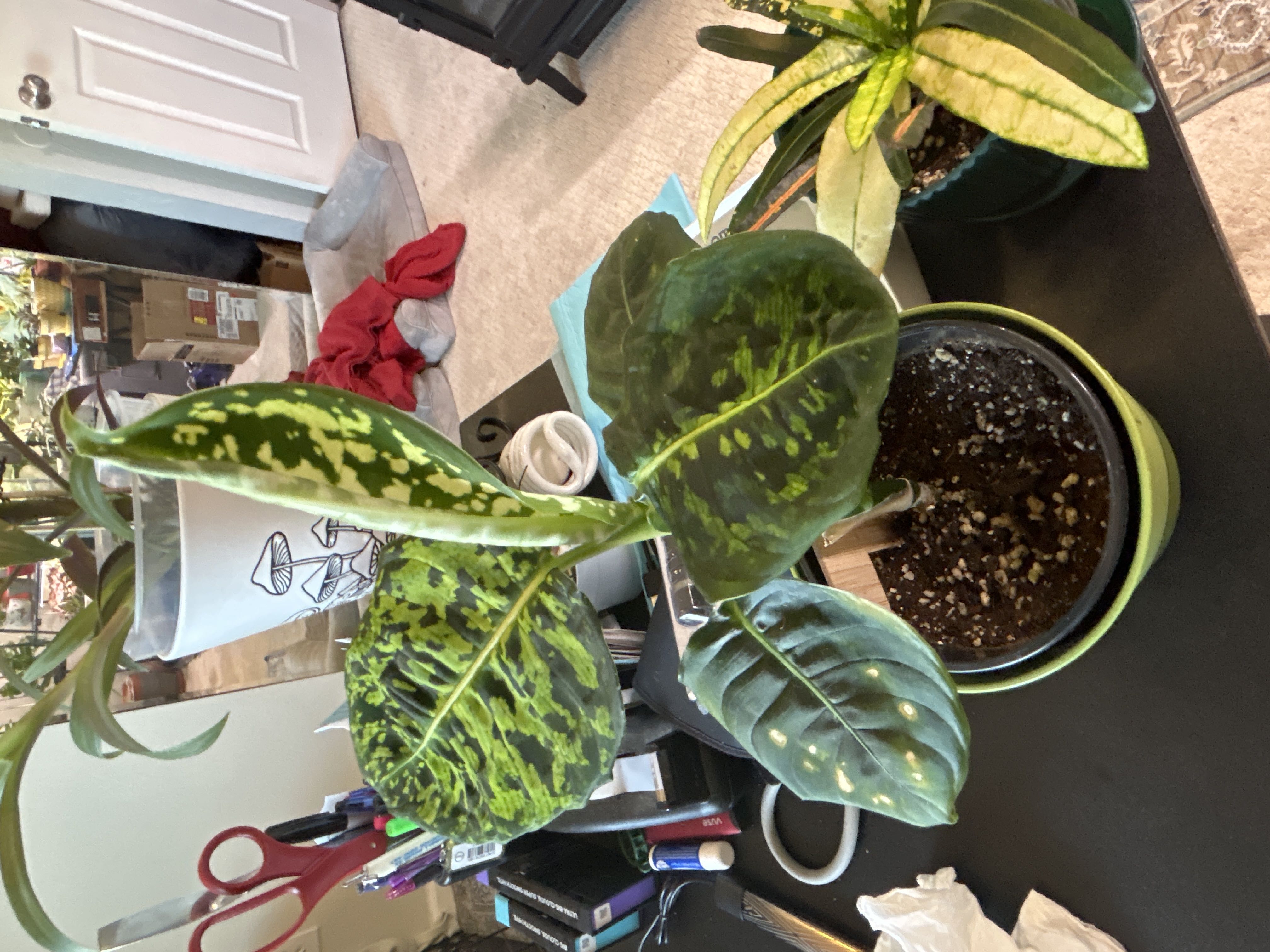 Photo from the post
