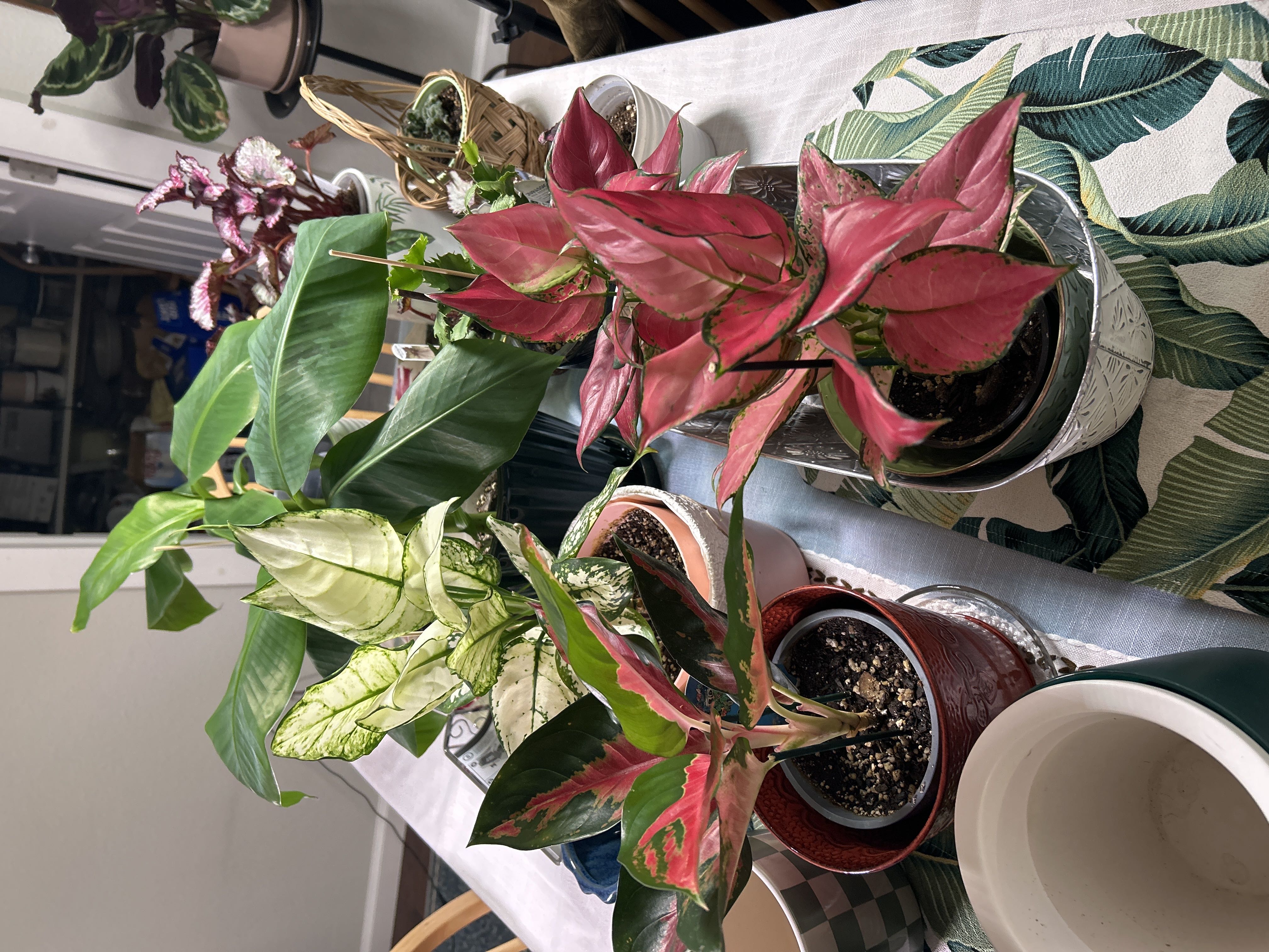Photo from the post