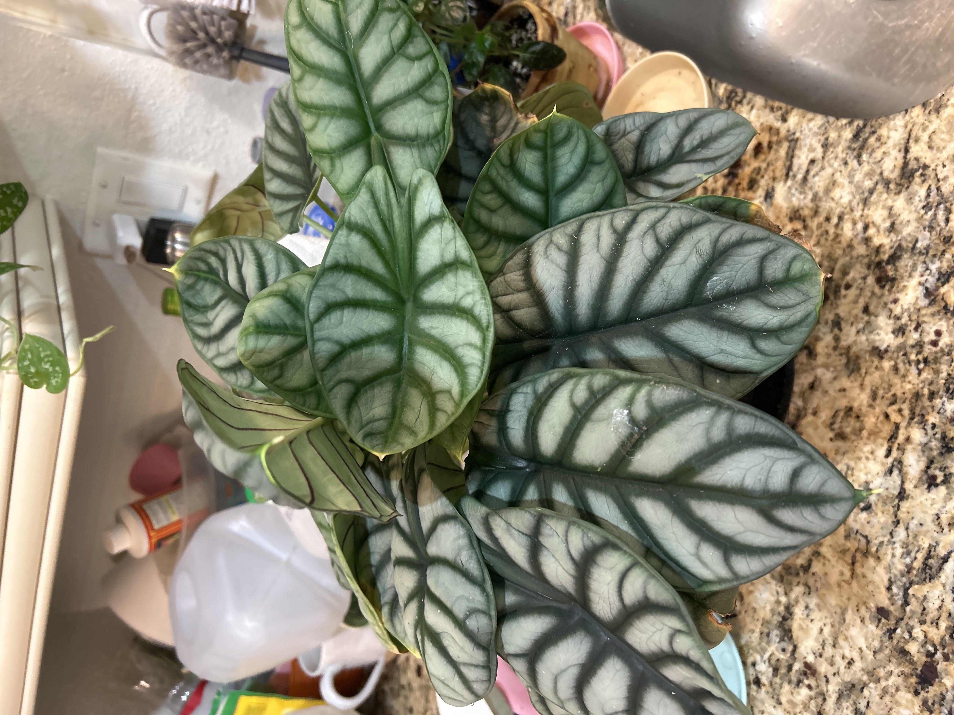 Photo from the post