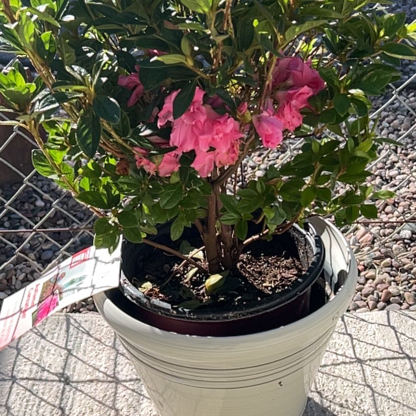 Photo of the plant species Autumn Carnation Azalea by @Shells_Garden named Autumn on Greg, the plant care app