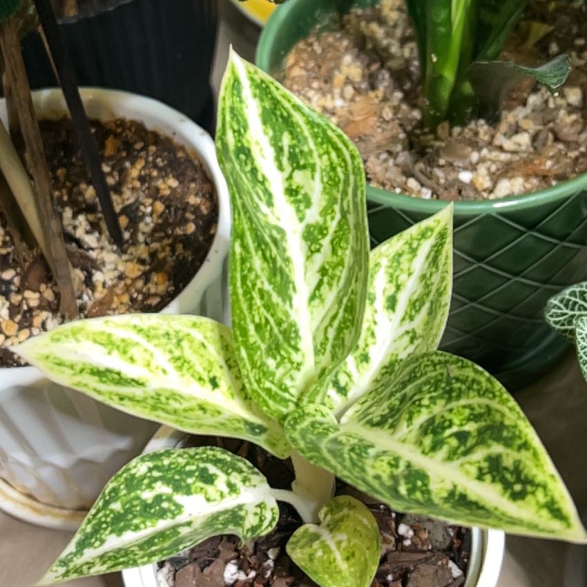 Photo of the plant species Chinese Evergreen 'Golden Madonna' by @Shells_Garden named Madonna on Greg, the plant care app