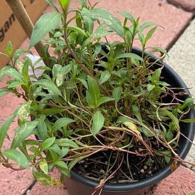 Photo of the plant species Cosmos 'Cosmic' by @Shells_Garden named Chocolatte on Greg, the plant care app