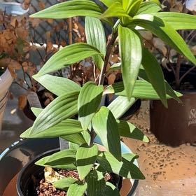 Photo of the plant species Roselily 'Angela' by @Shells_Garden named Angela on Greg, the plant care app
