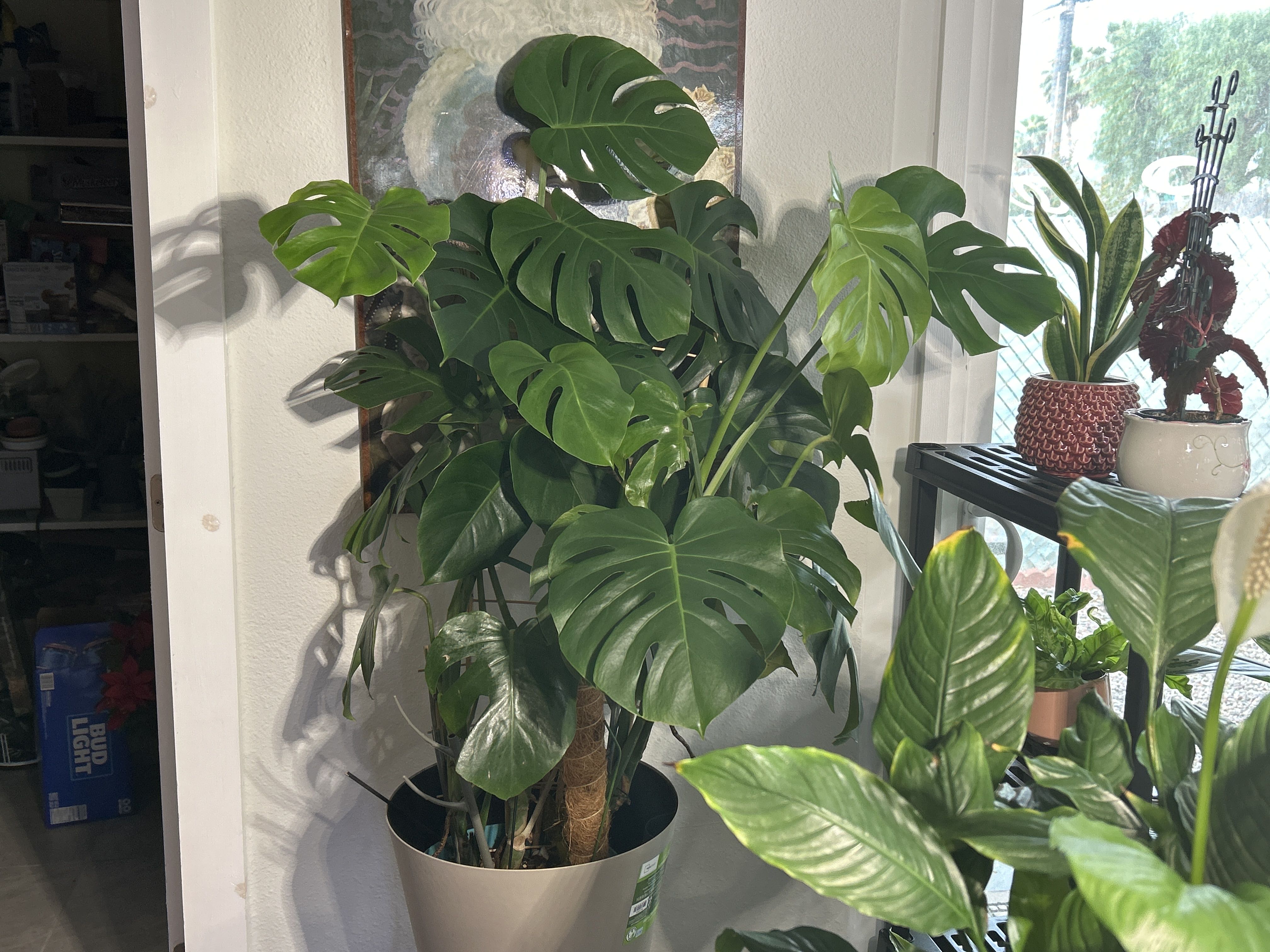 Photo from the post
