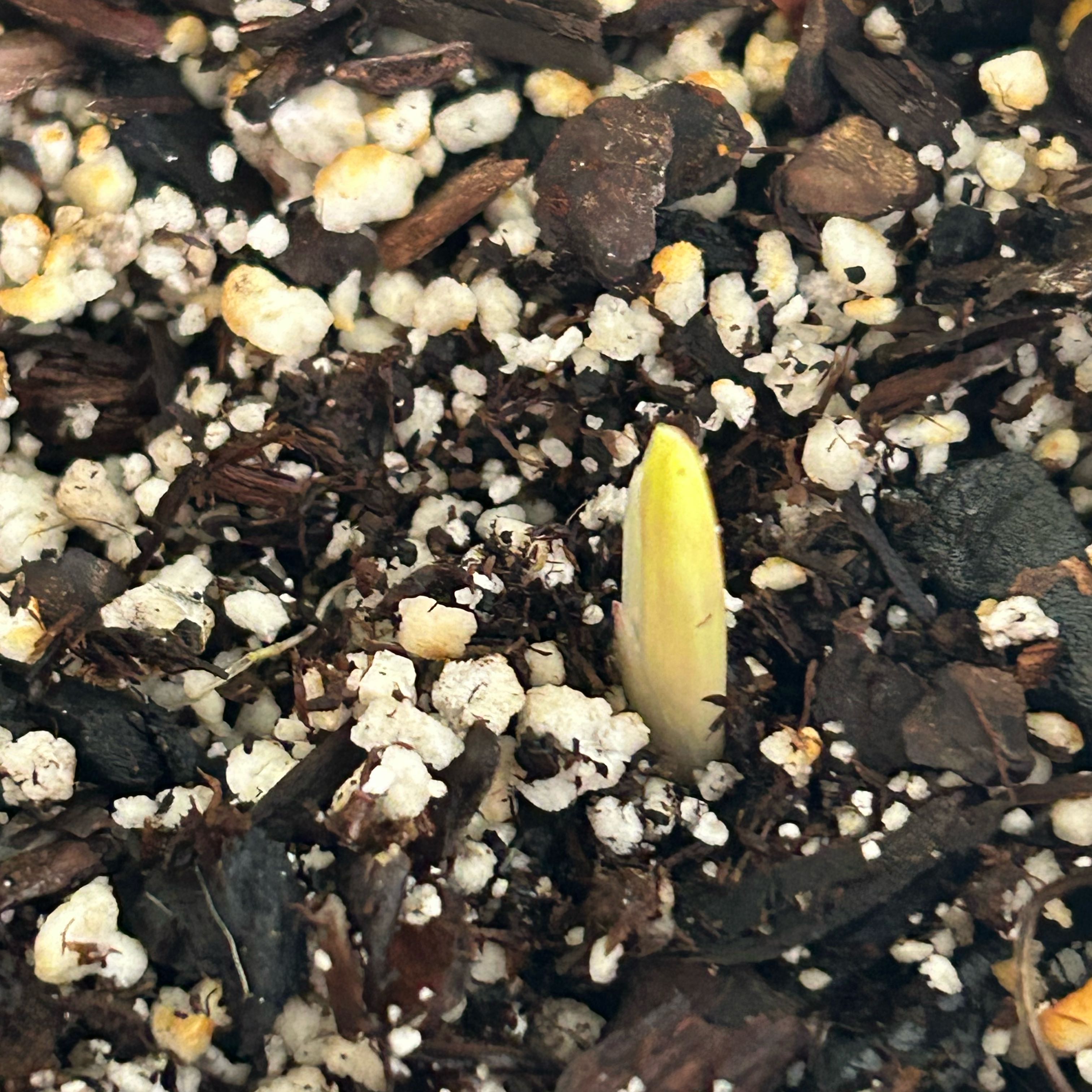 Photo of the plant species Amaryllis by @Shells_Garden named Amadeus on Greg, the plant care app
