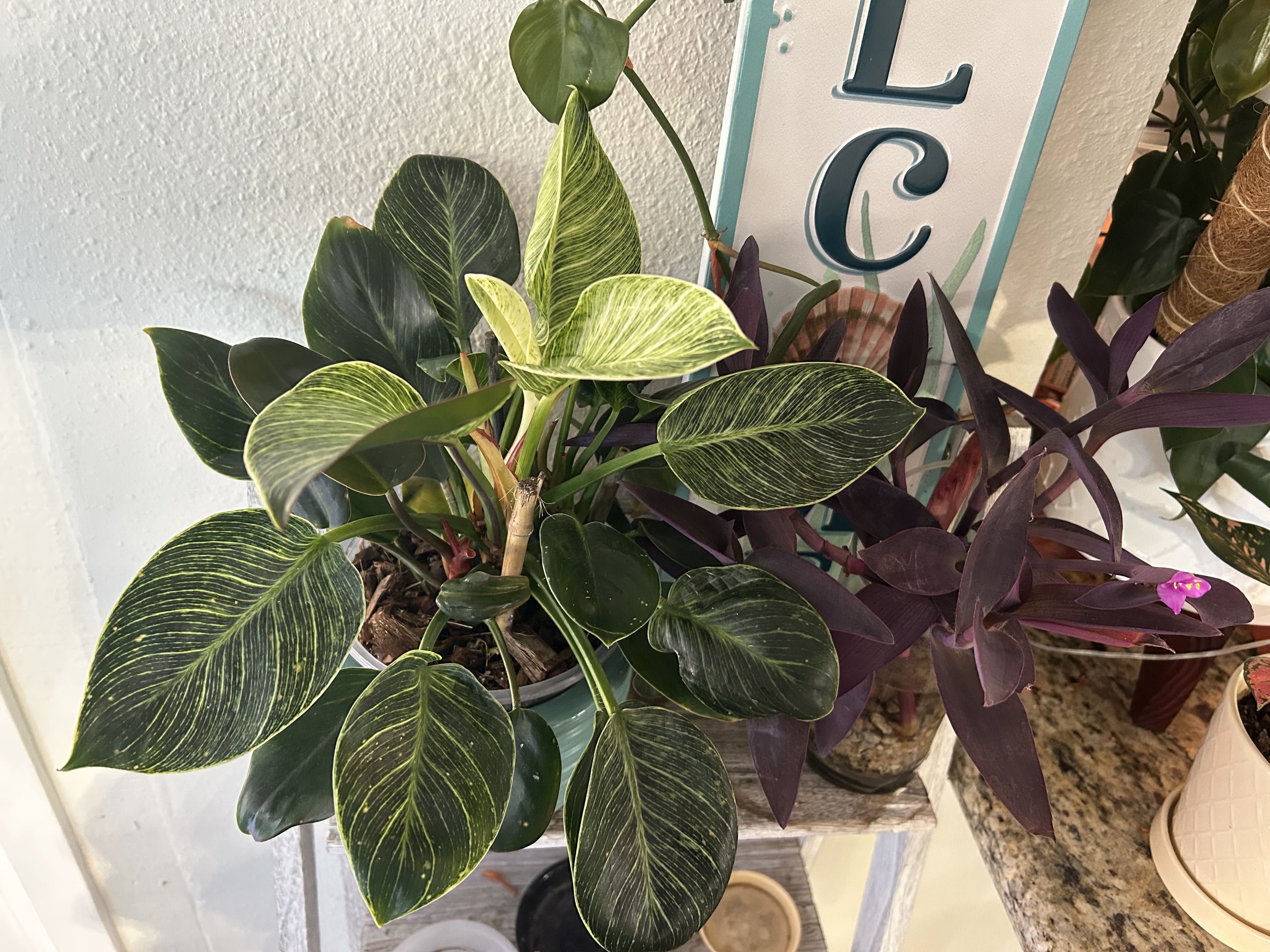Photo from the post