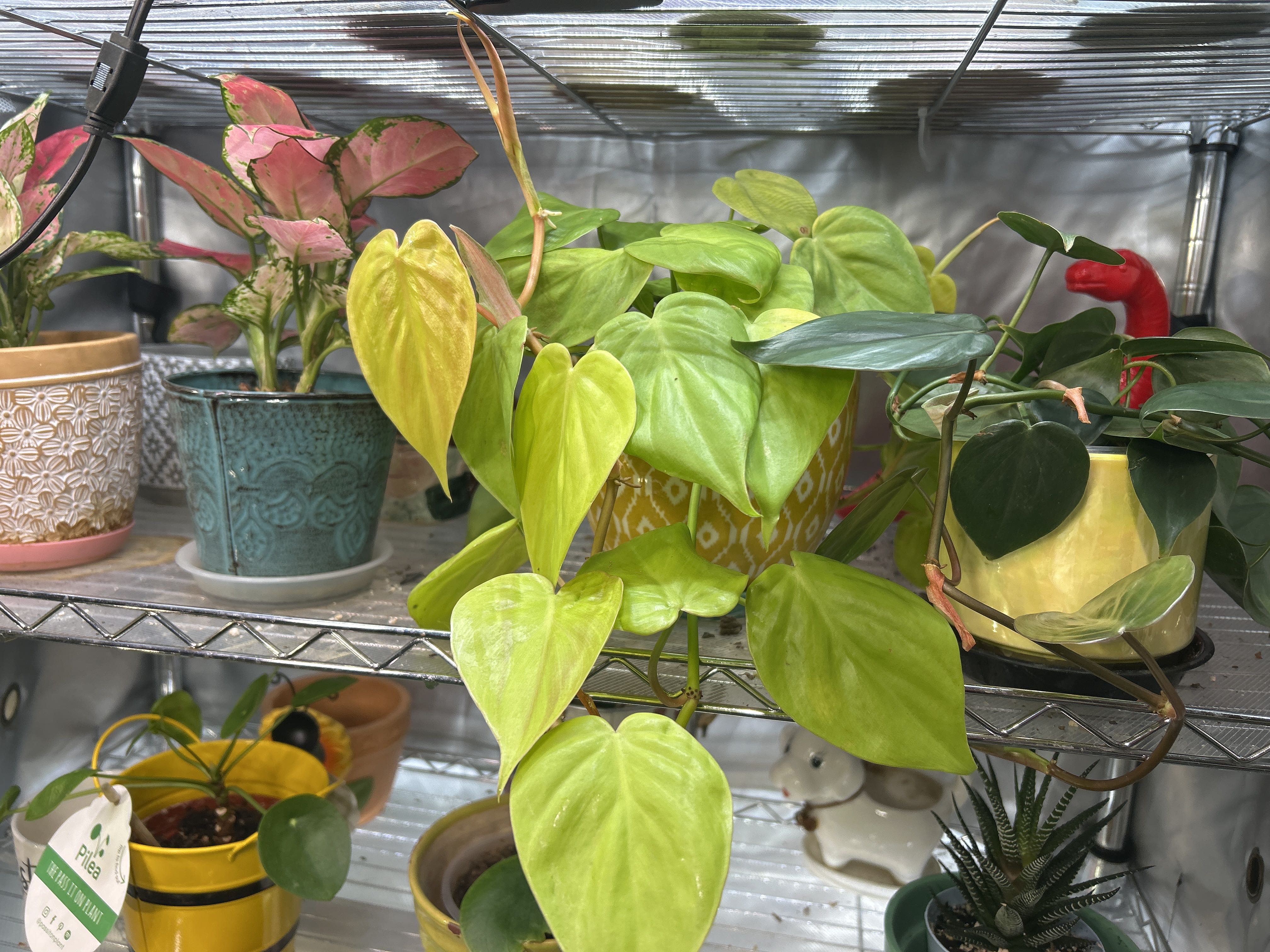 Photo from the post