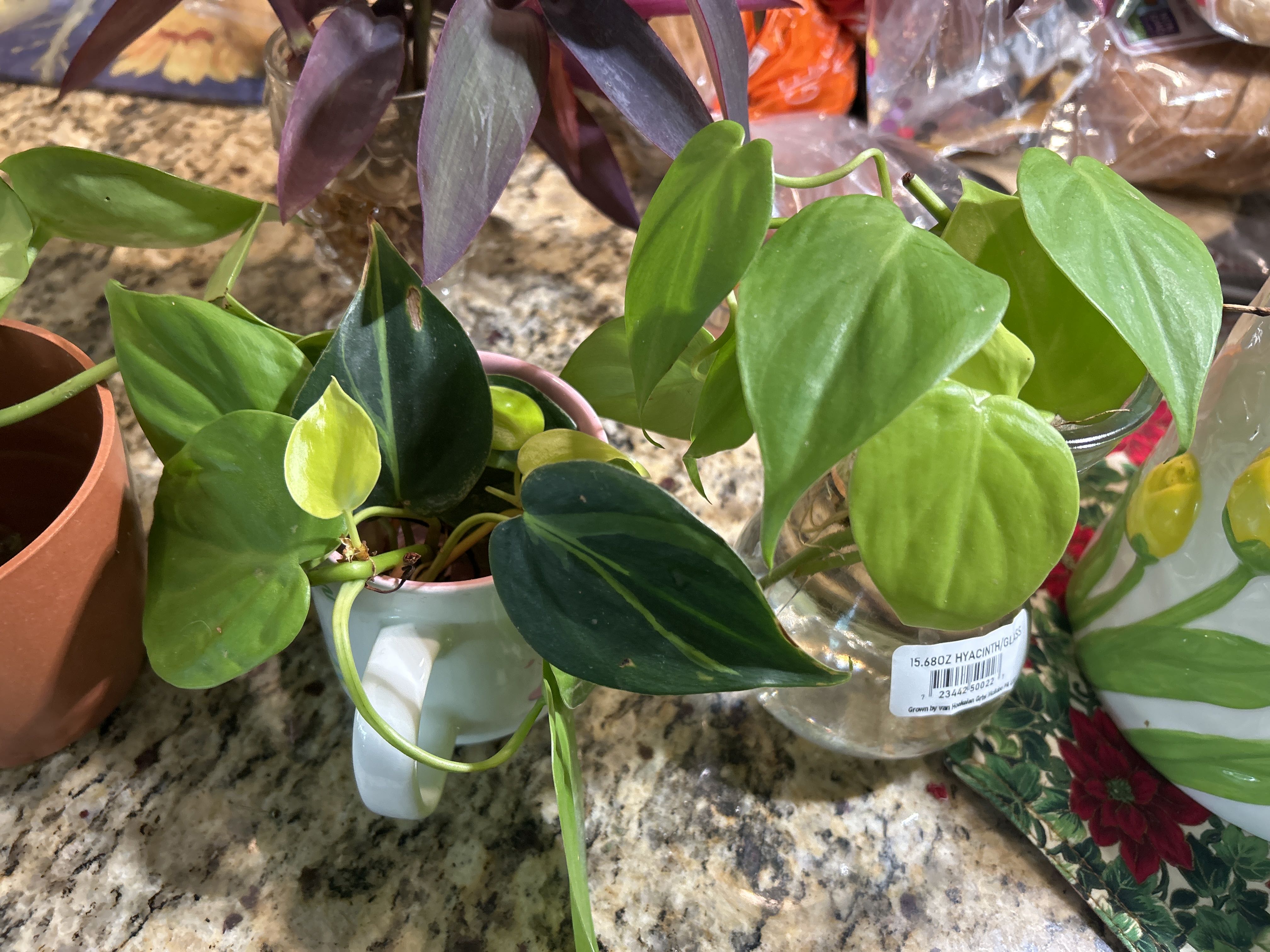 Photo from the post