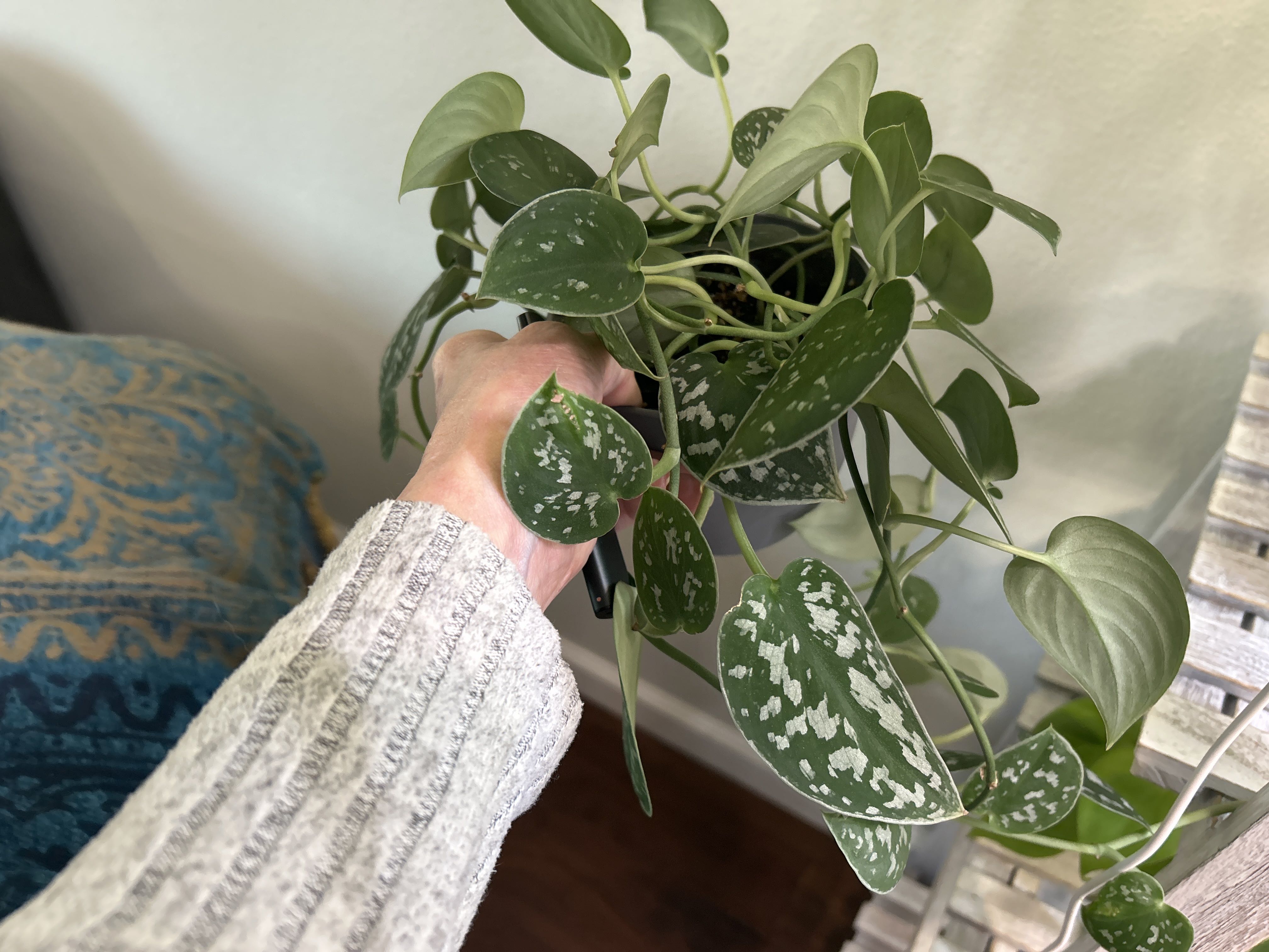 Photo from the post