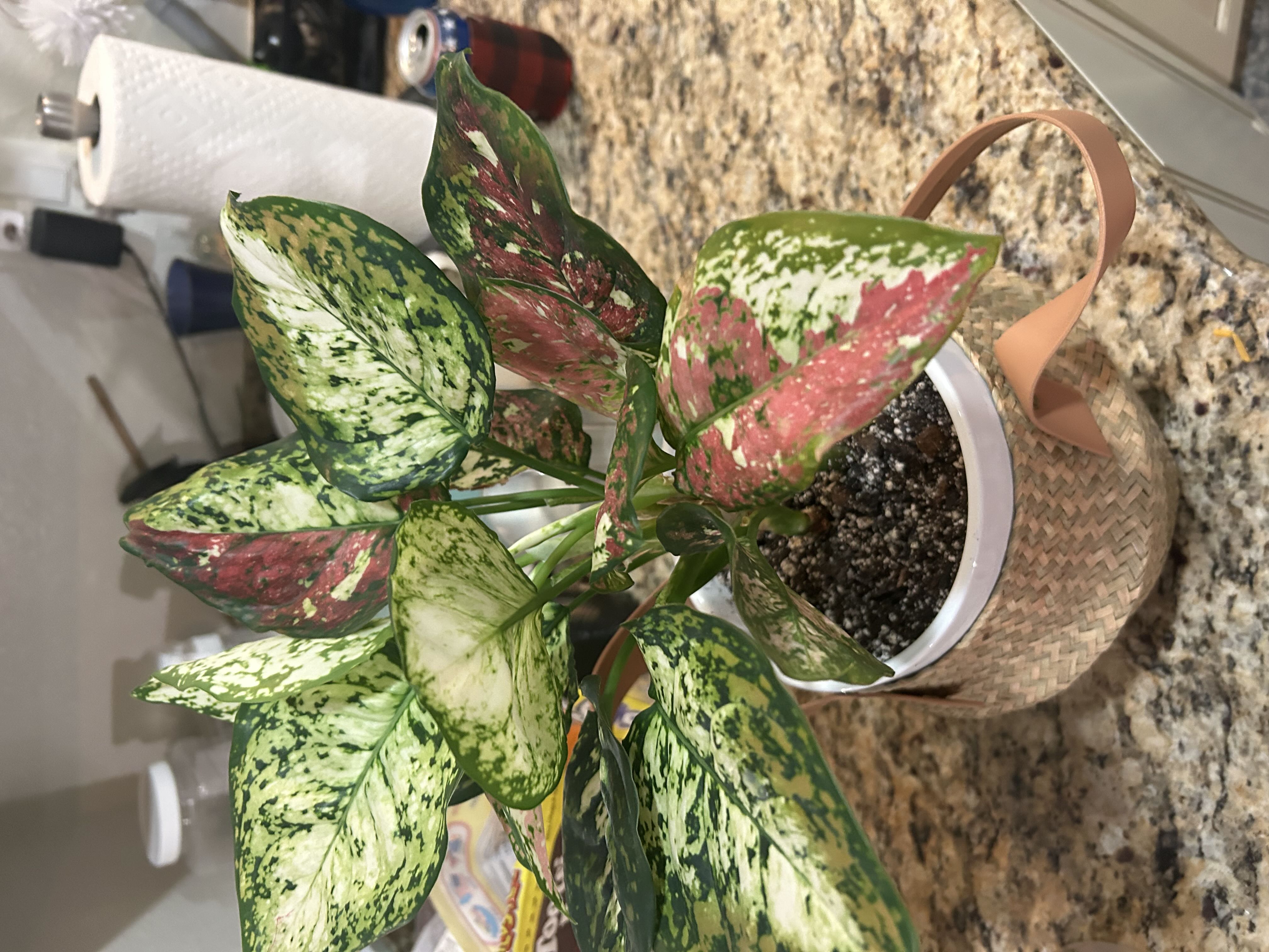 Photo from the post