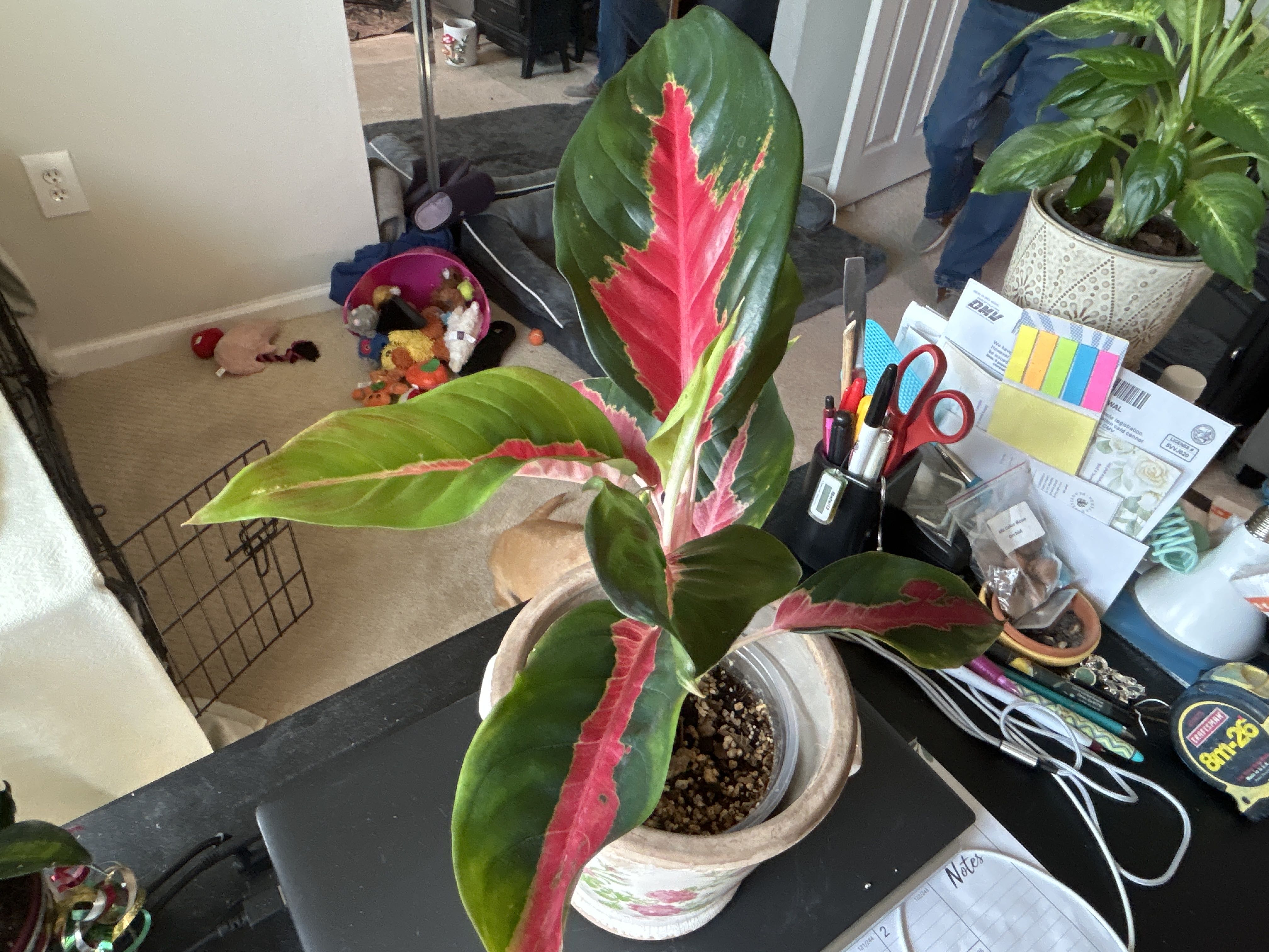 Photo from the post