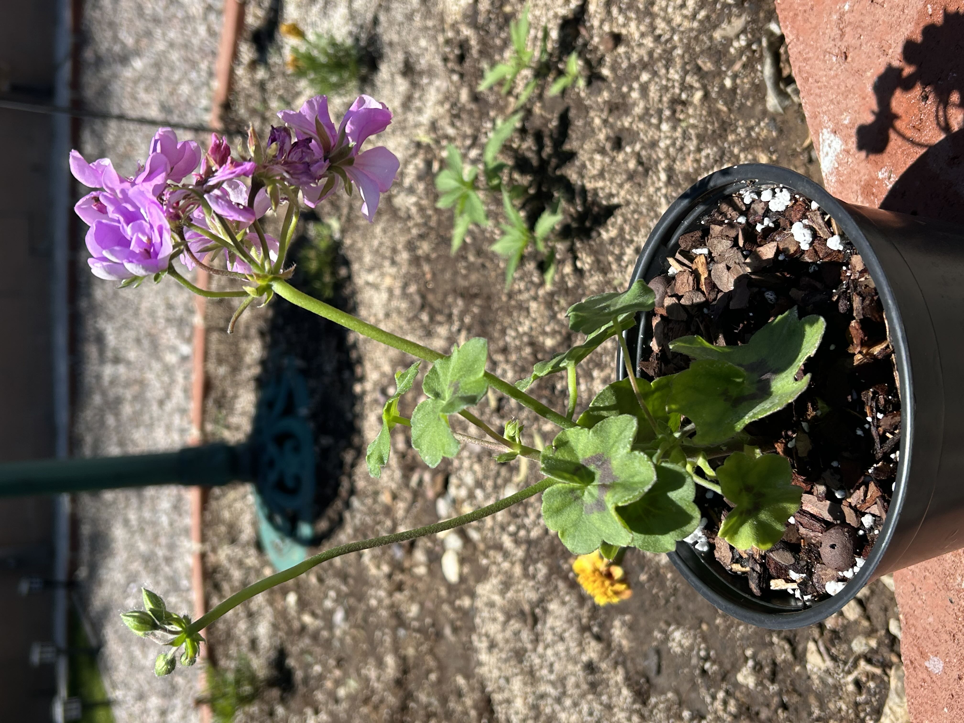 Photo from the post