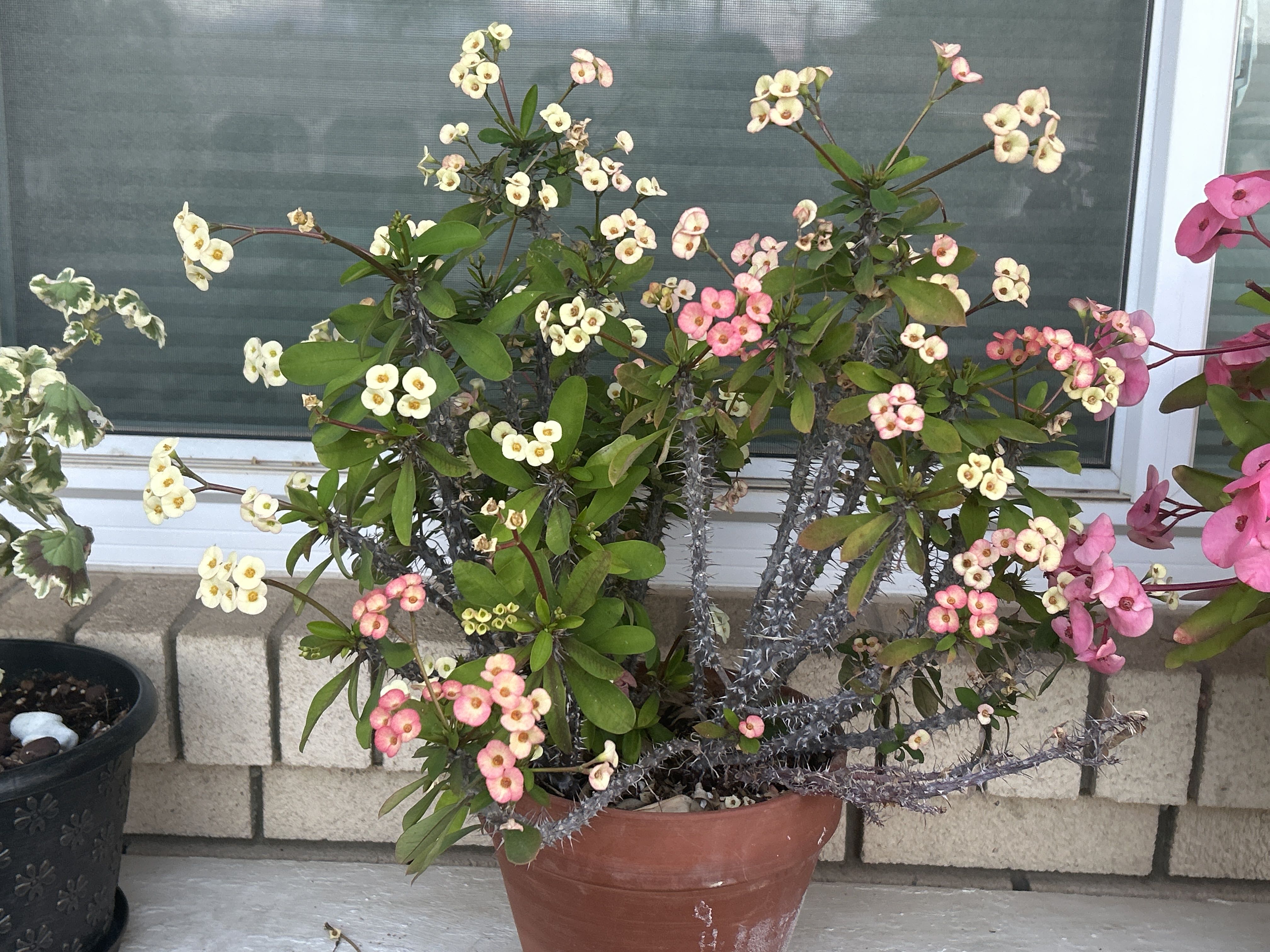 Photo from the post