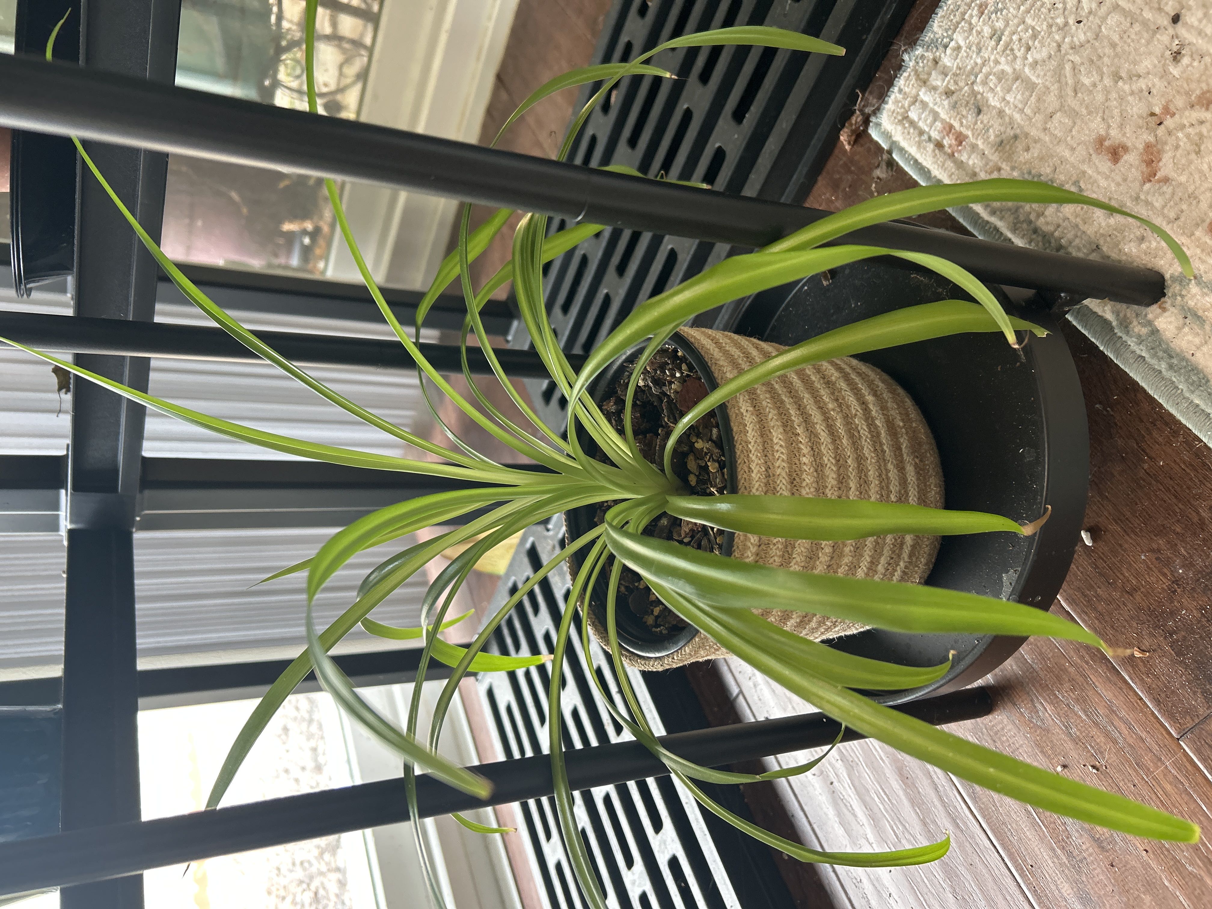 Photo from the post