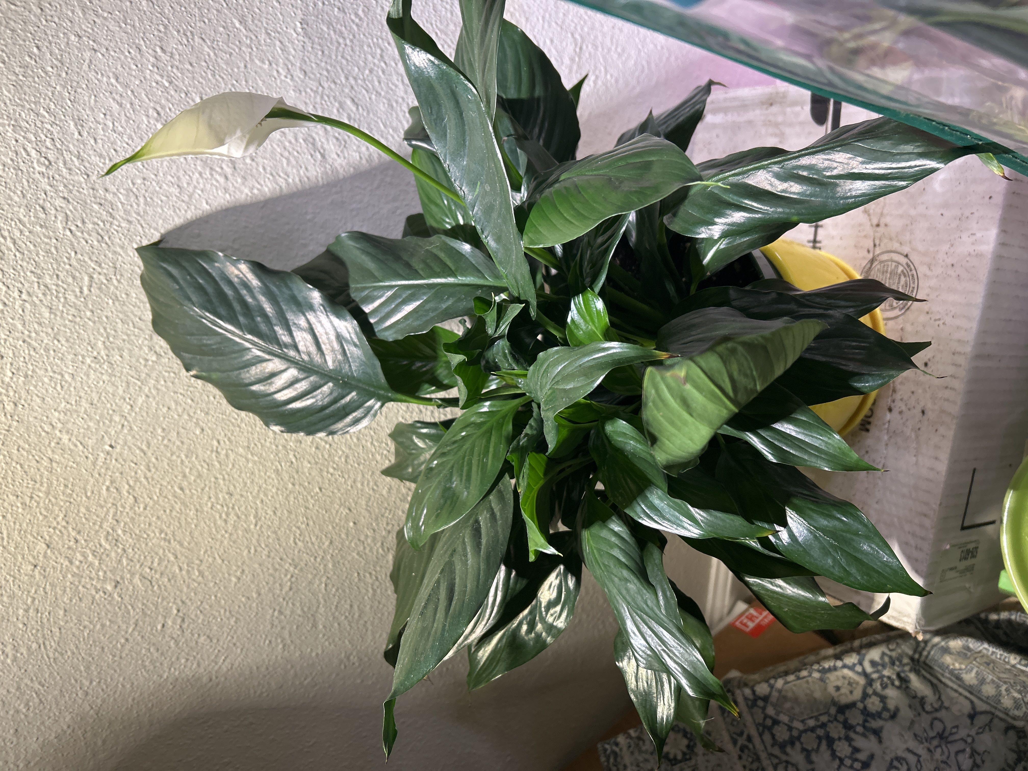 Photo from the post