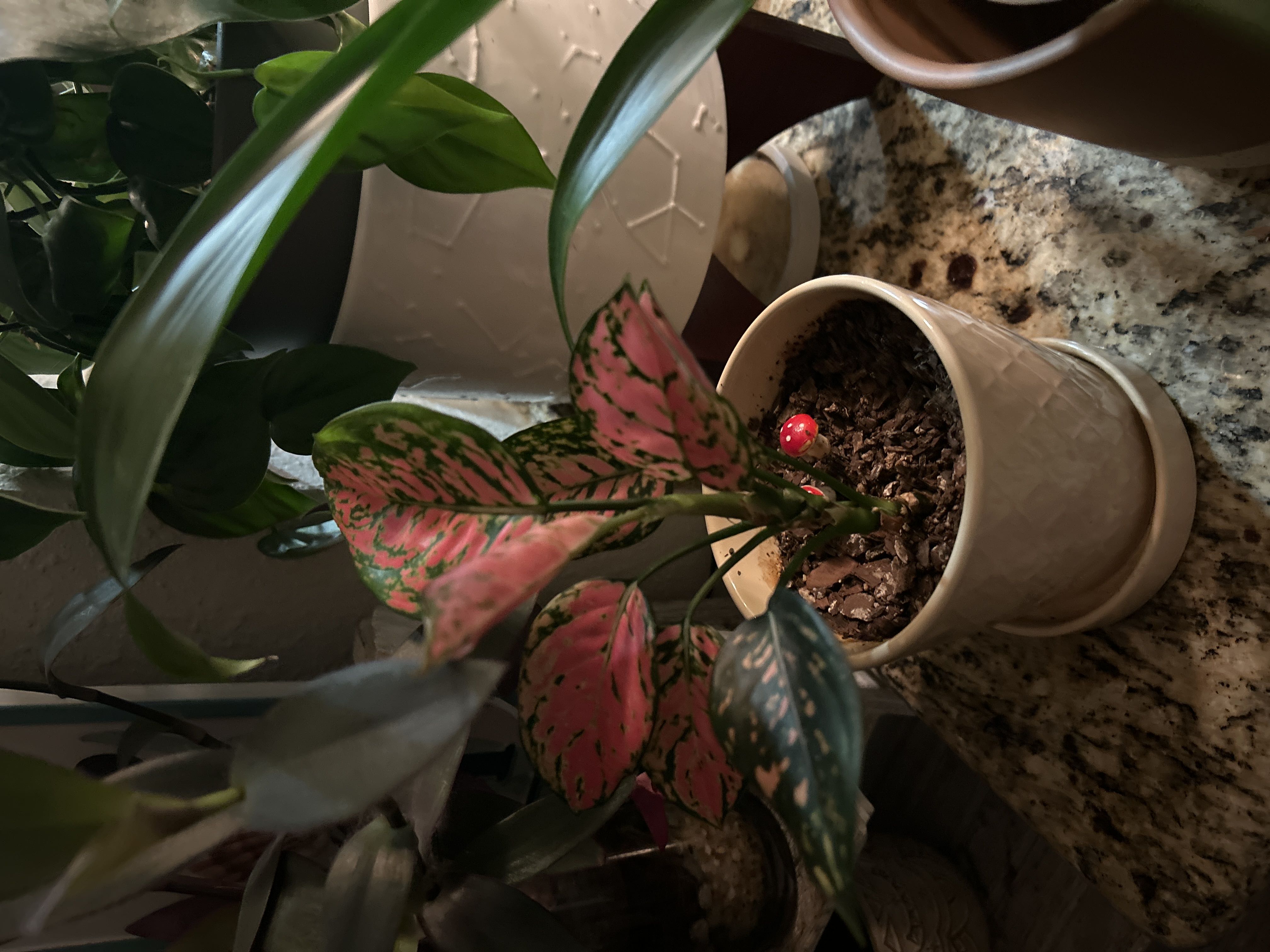 Photo from the post