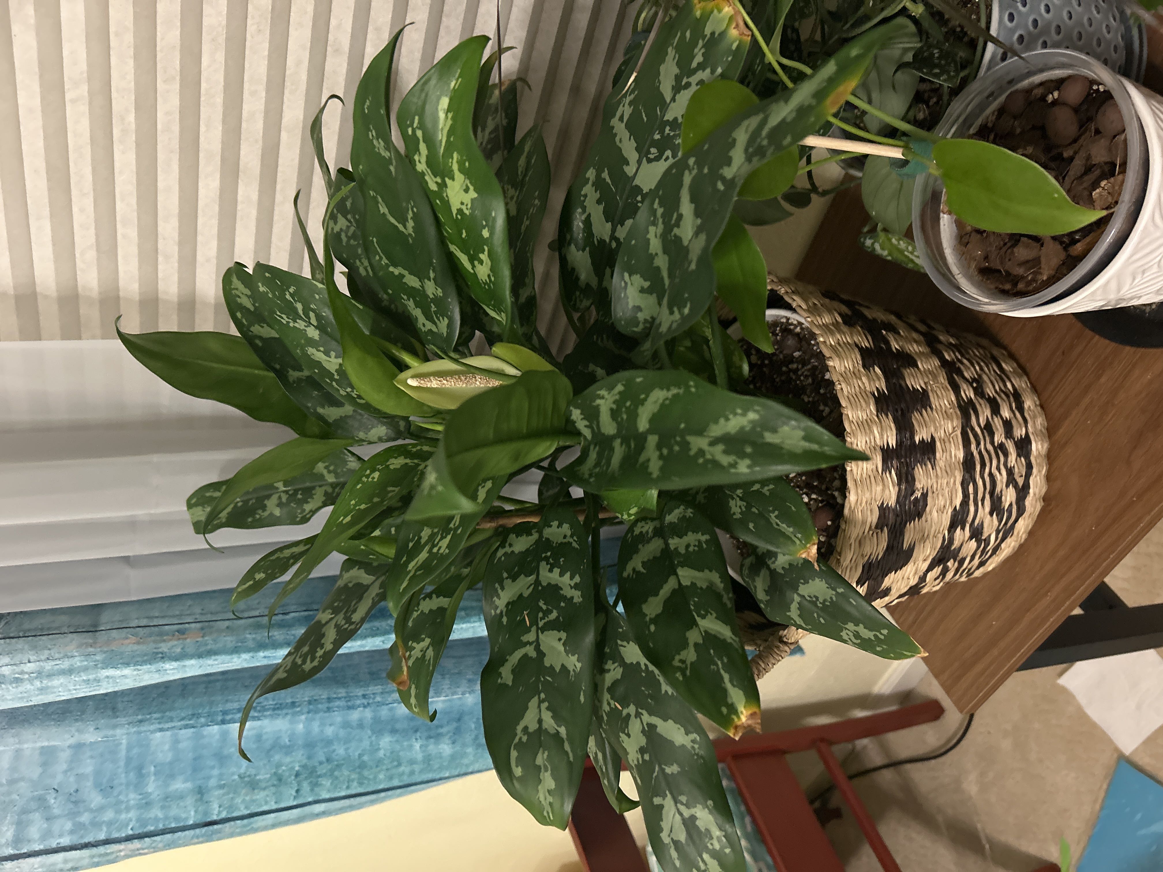 Photo from the post