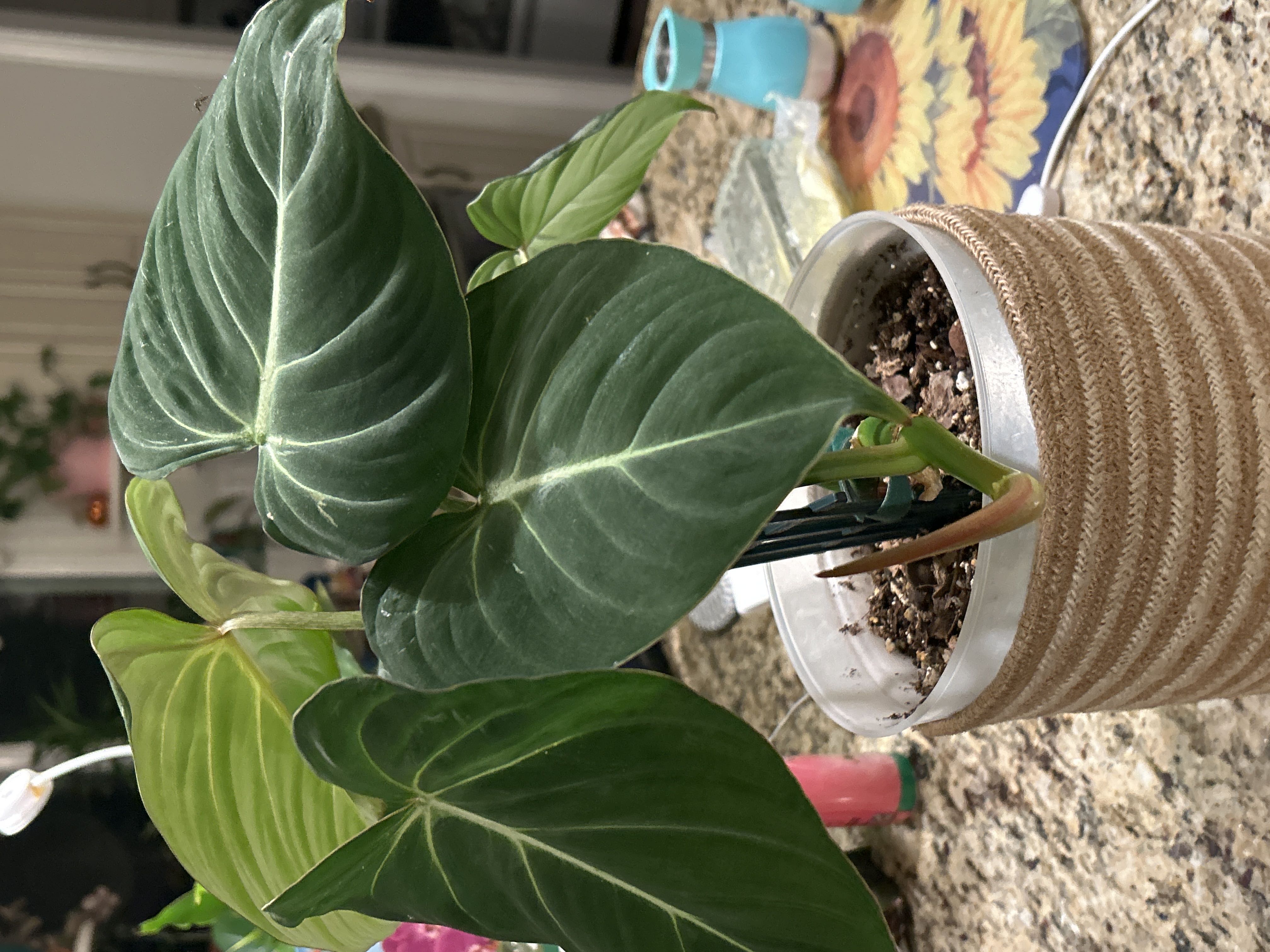 Photo from the post