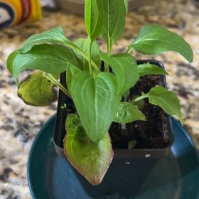 Photo of the plant species Echinacea 'Prairie BlazeTM Green' by @Shells_Garden named Daca on Greg, the plant care app
