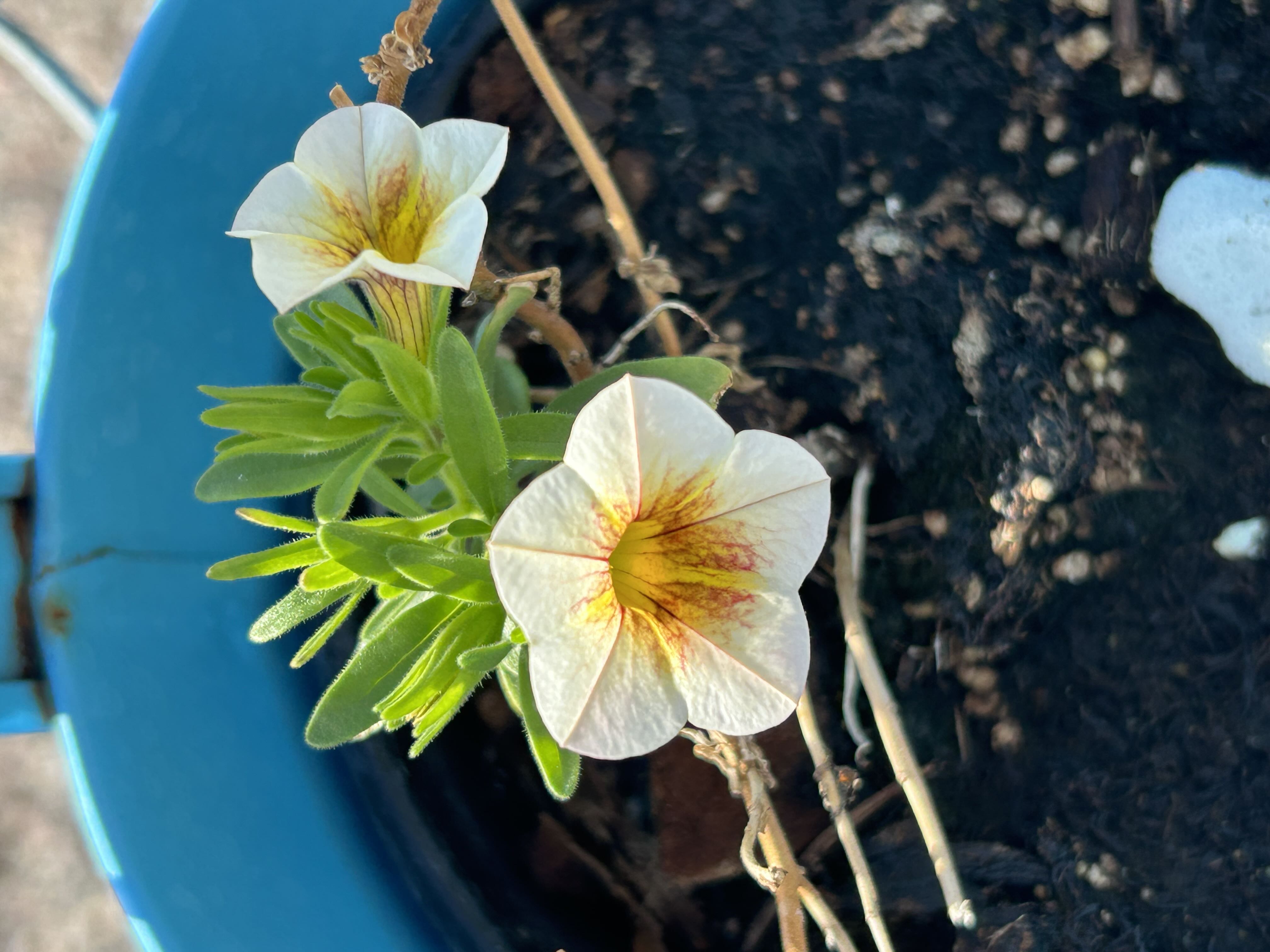 Photo from the post