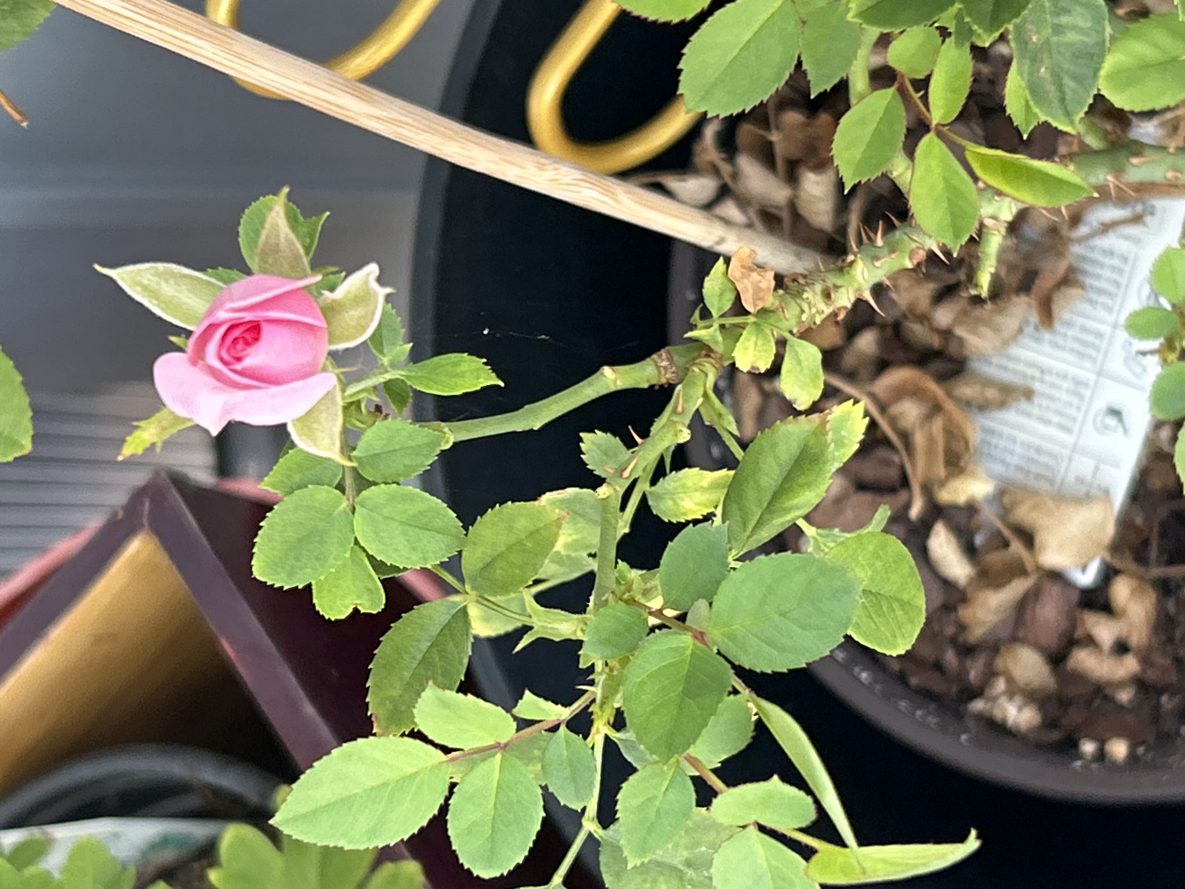 Photo from the post
