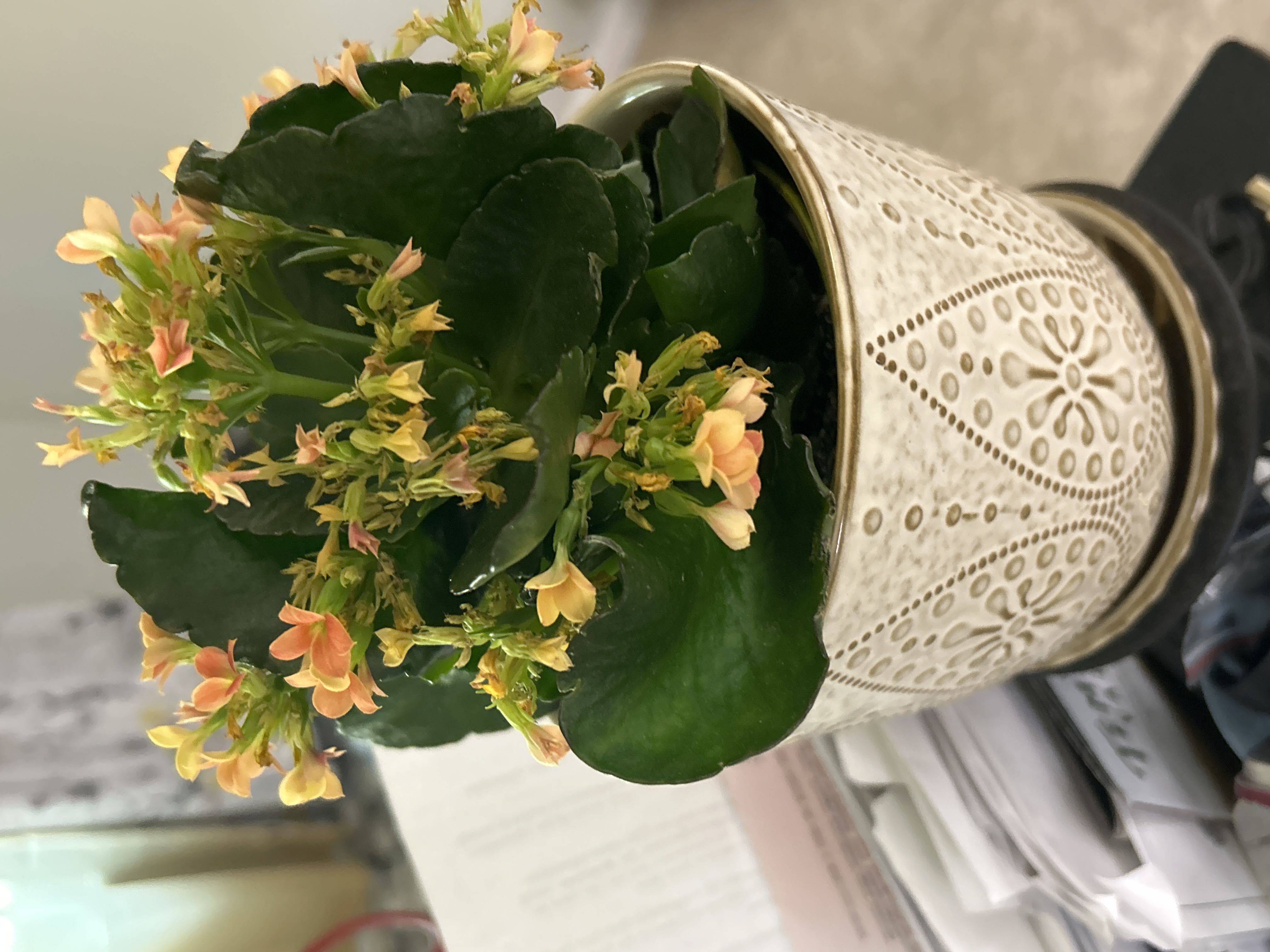 Photo from the post