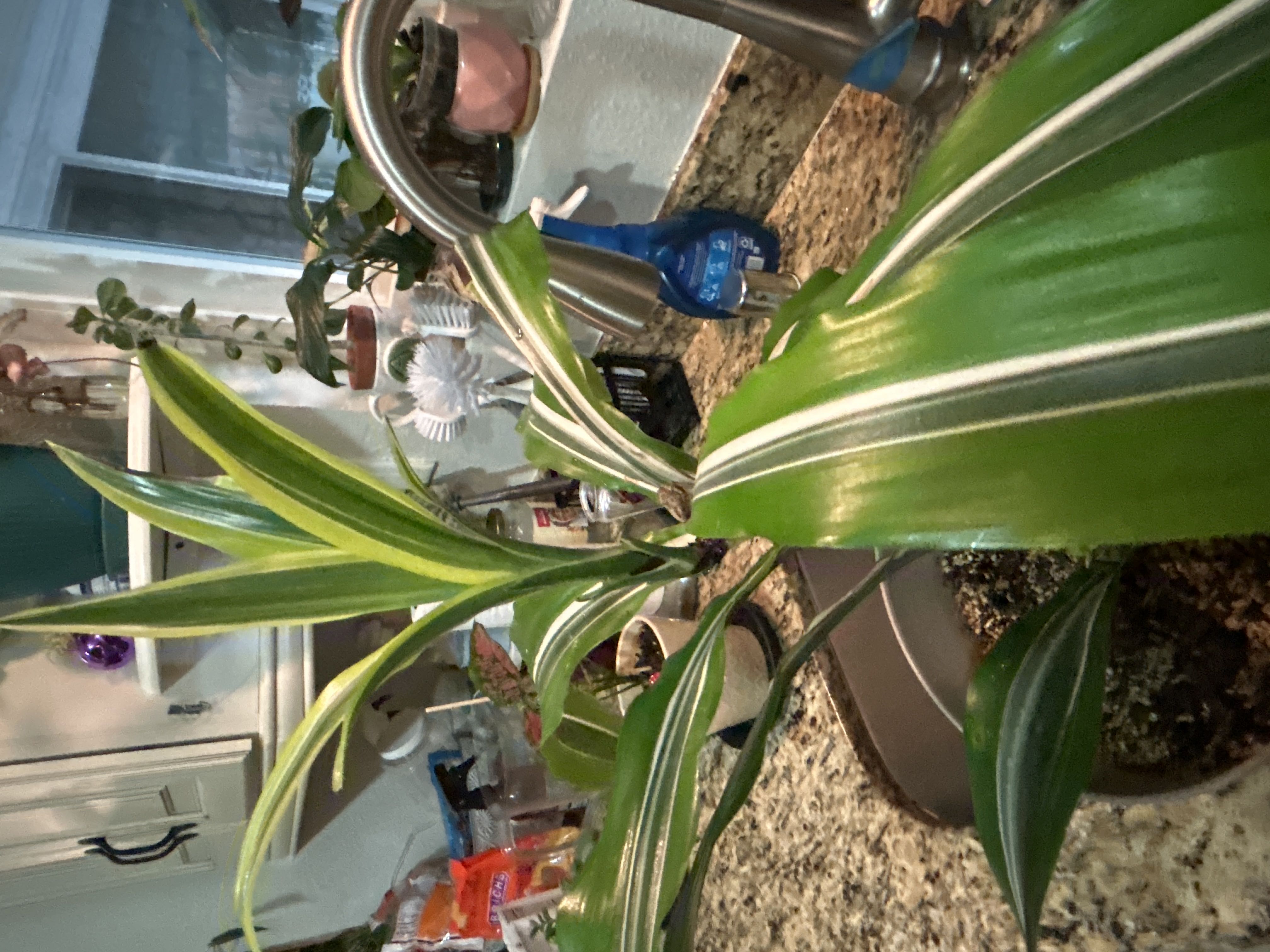 Photo from the post