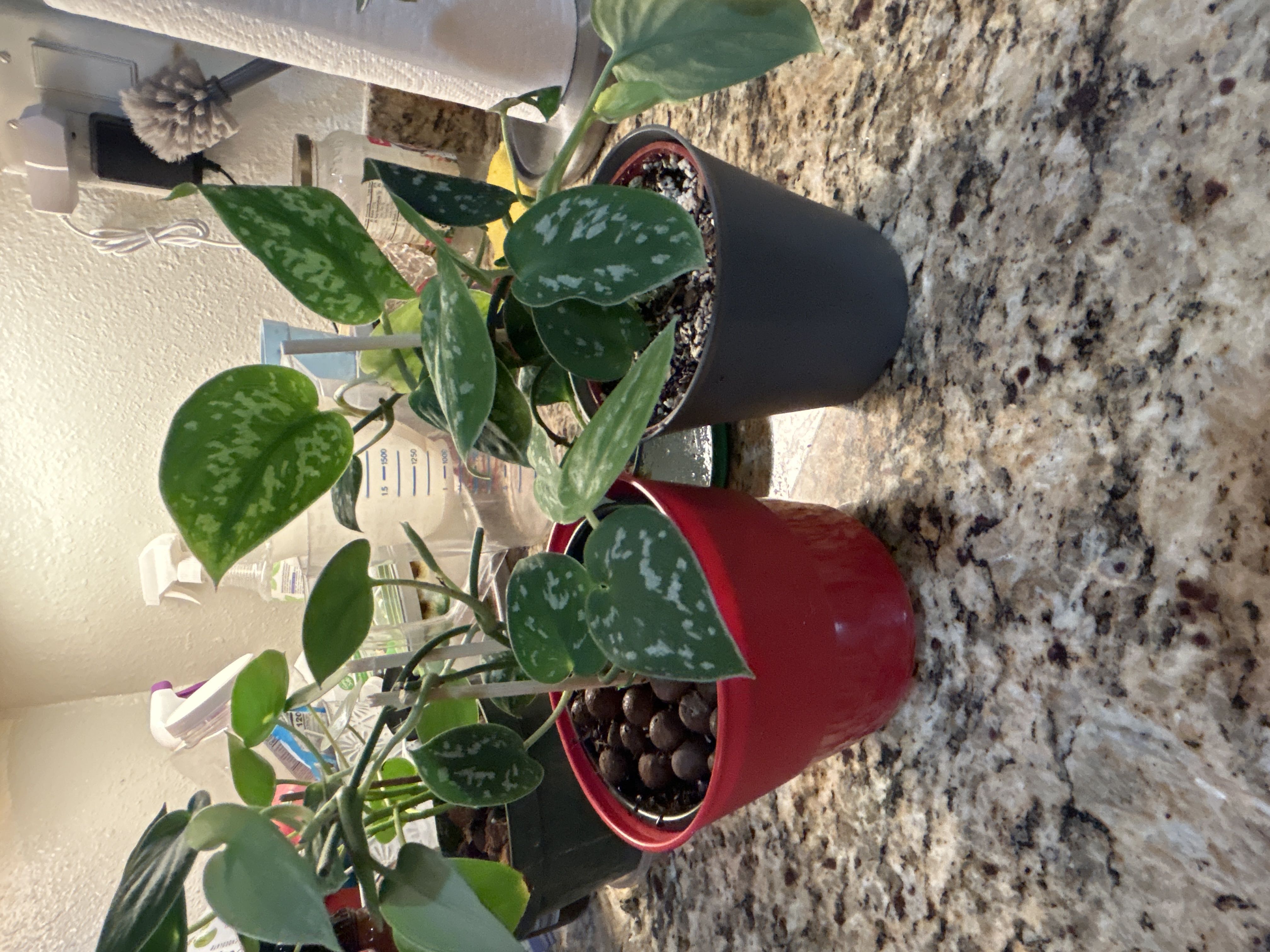 Photo from the post
