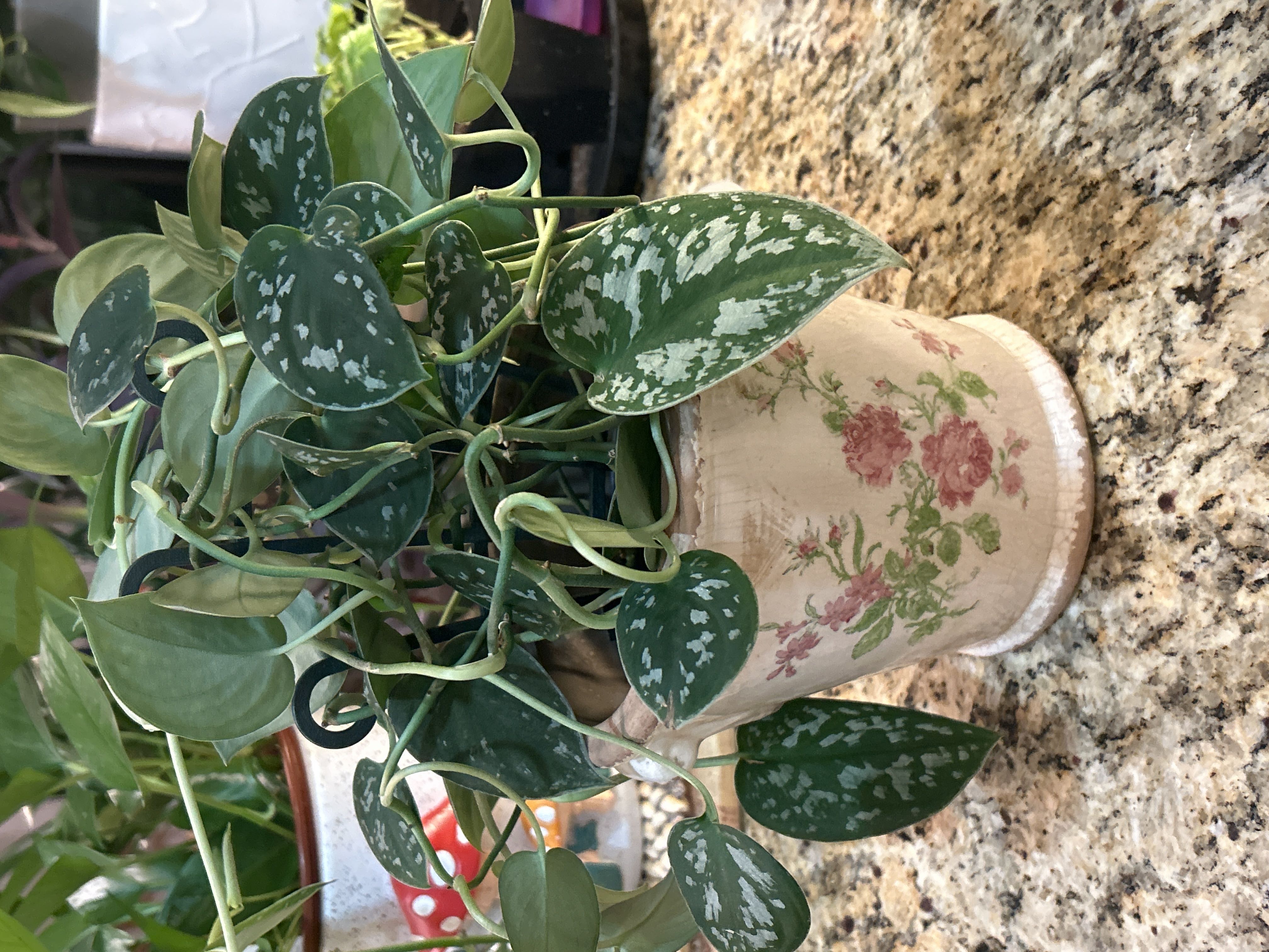 Photo from the post