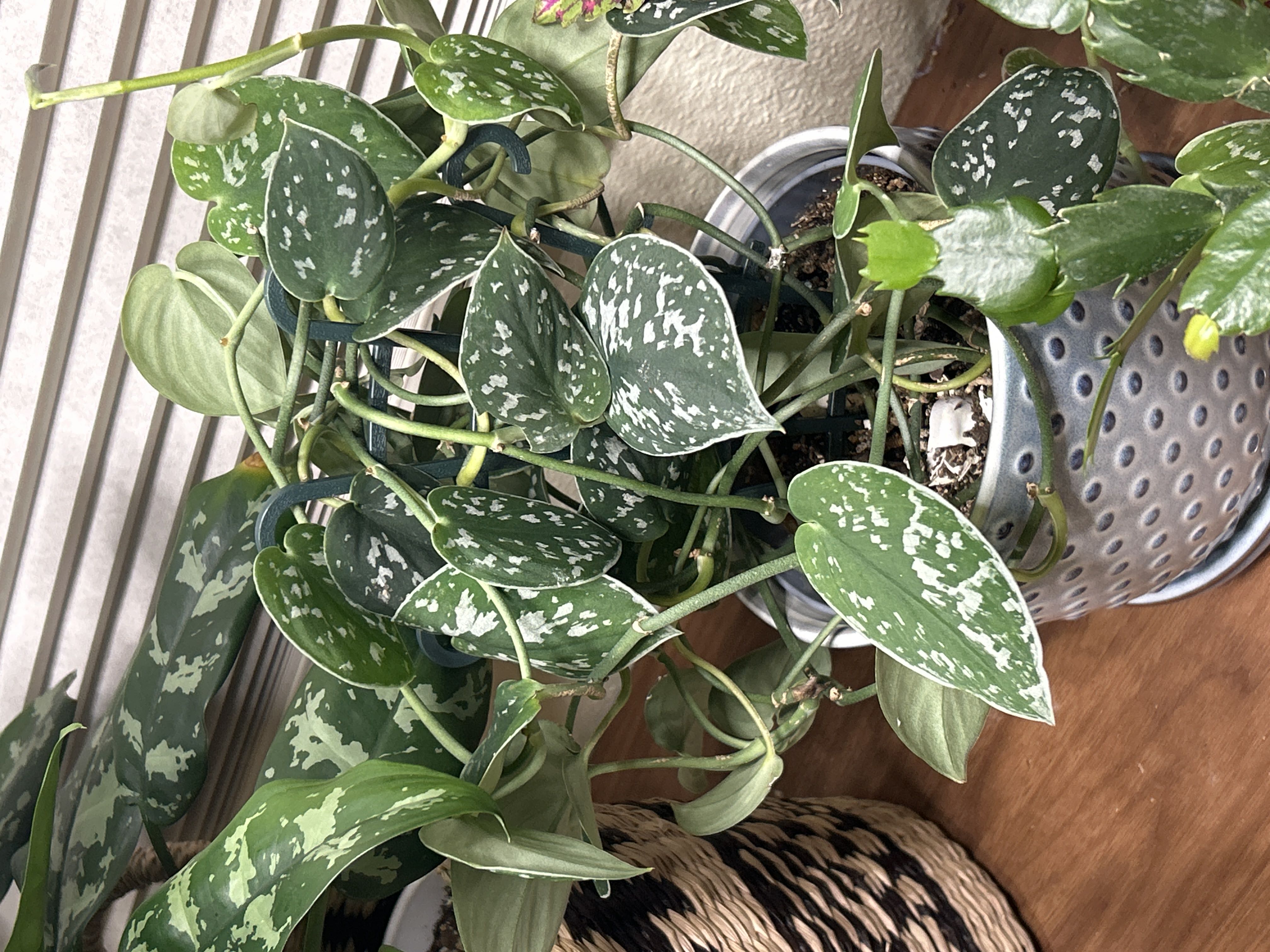 Photo from the post