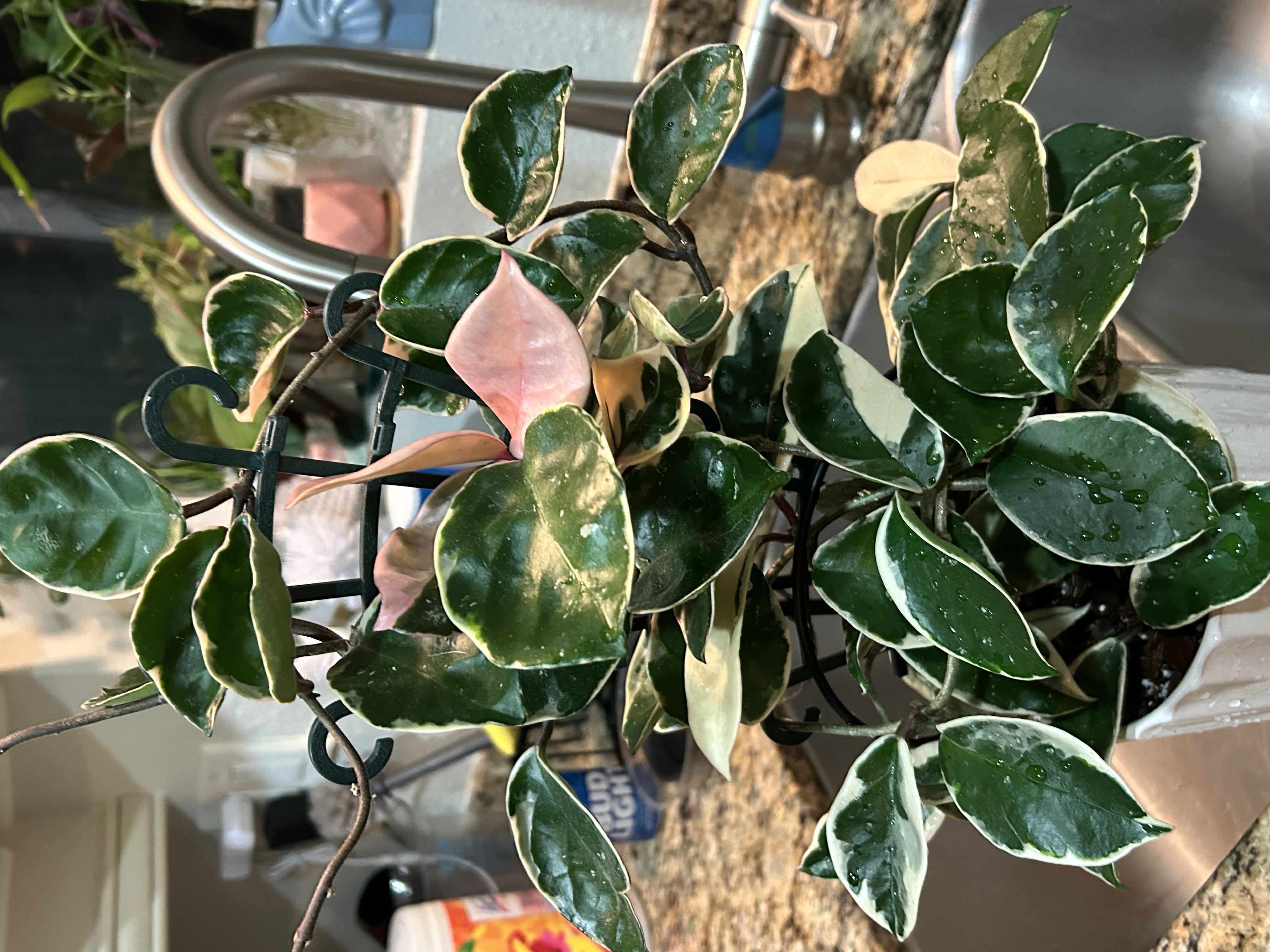 Photo from the post