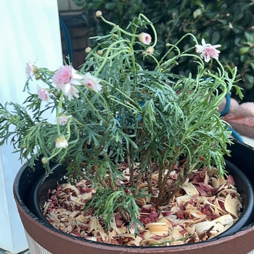 Photo of the plant species Paris Daisy by @Shells_Garden named Marguerite on Greg, the plant care app
