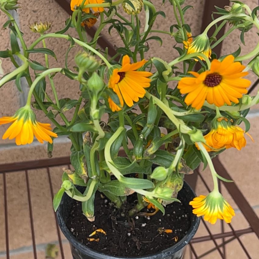 Photo of the plant species Calendula 'Oopsy Daisy' by @Shells_Garden named Mango Daisy on Greg, the plant care app