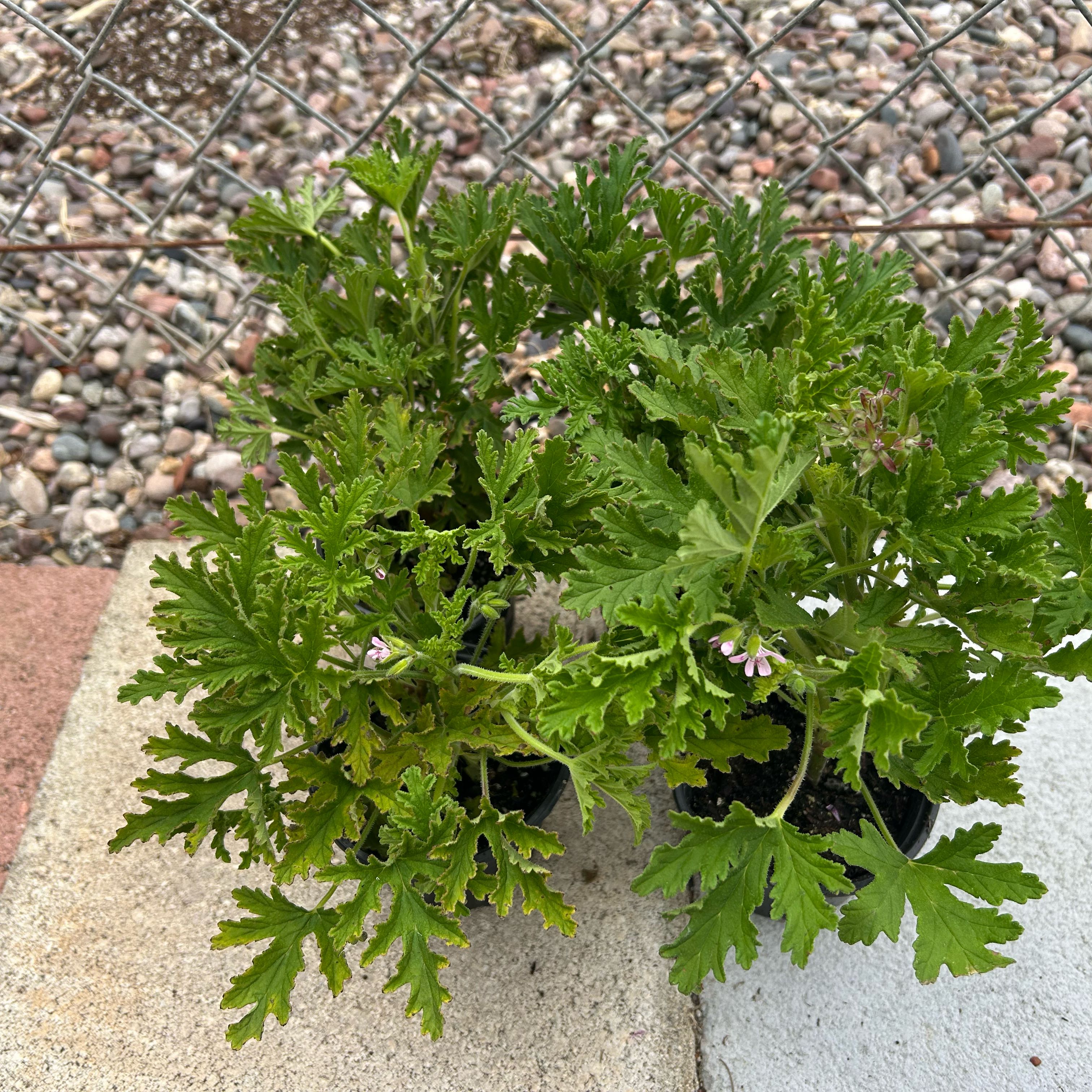 Photo of the plant species Citronella (anti-mosquito plant) by @Shells_Garden named Citron on Greg, the plant care app
