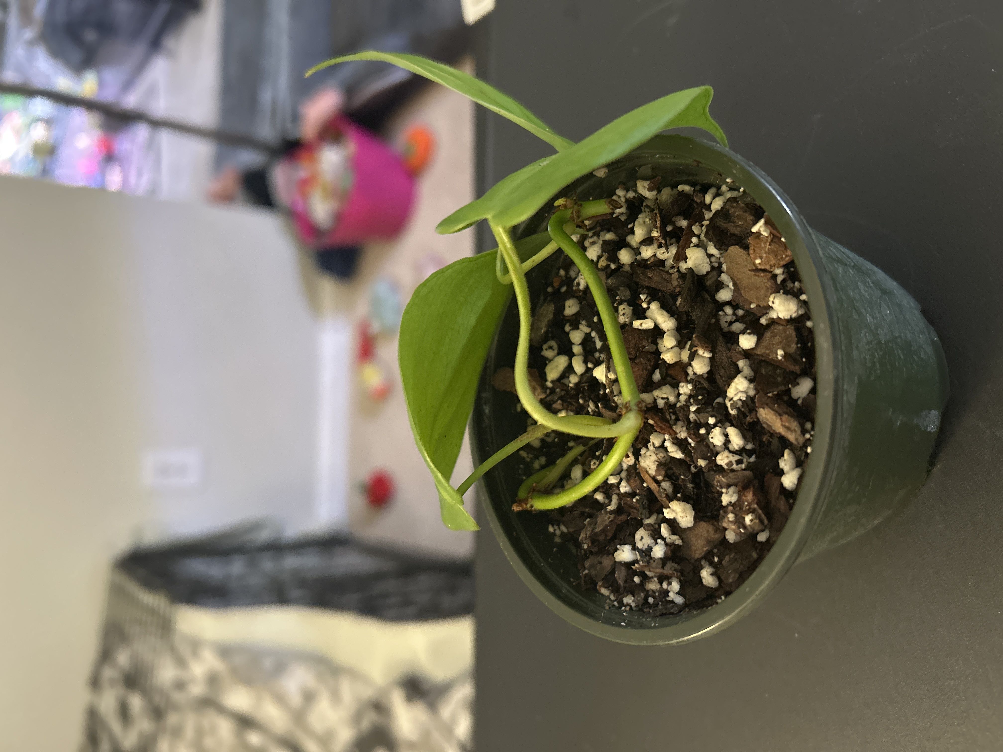 Photo from the post