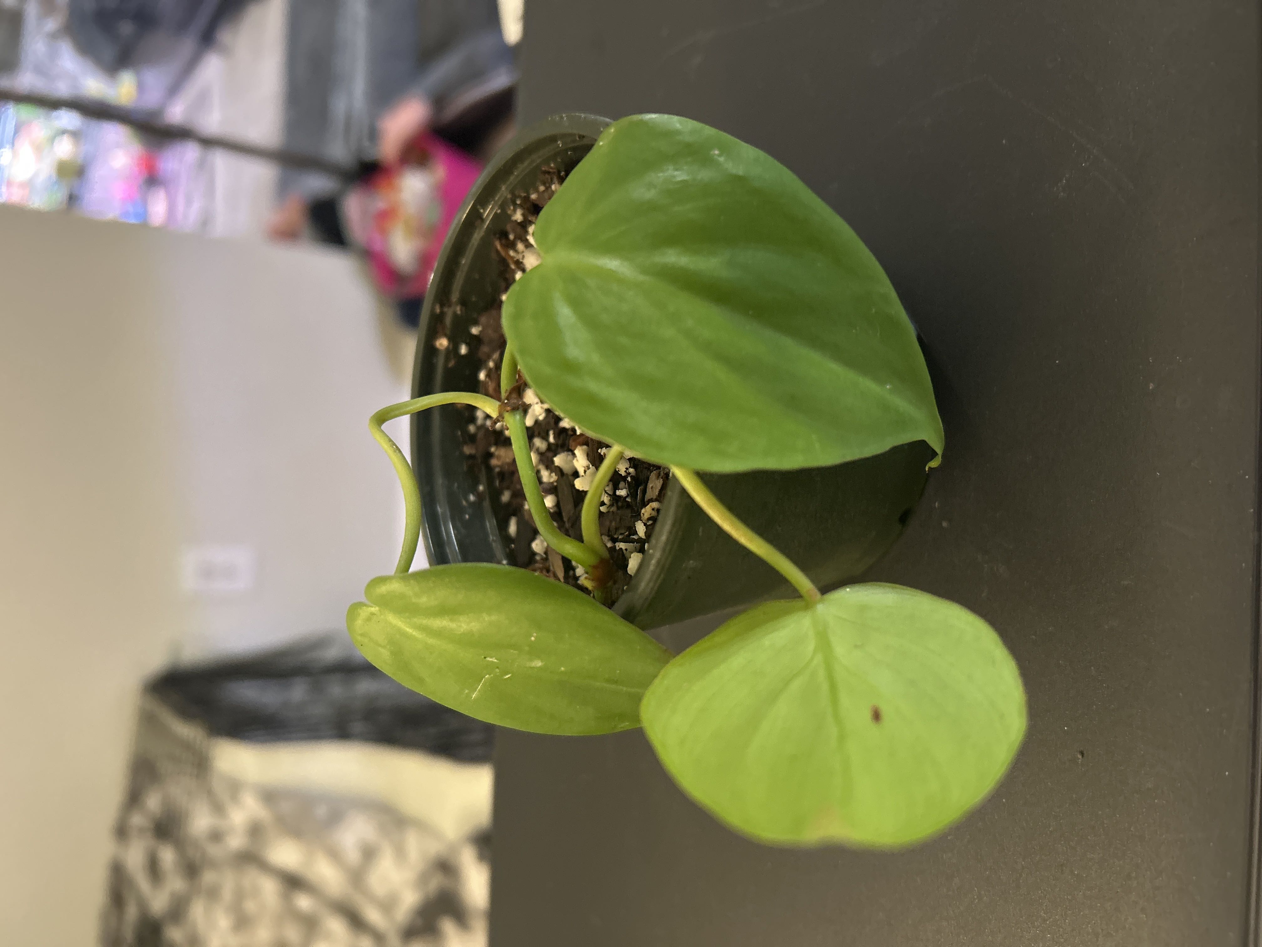 Photo from the post
