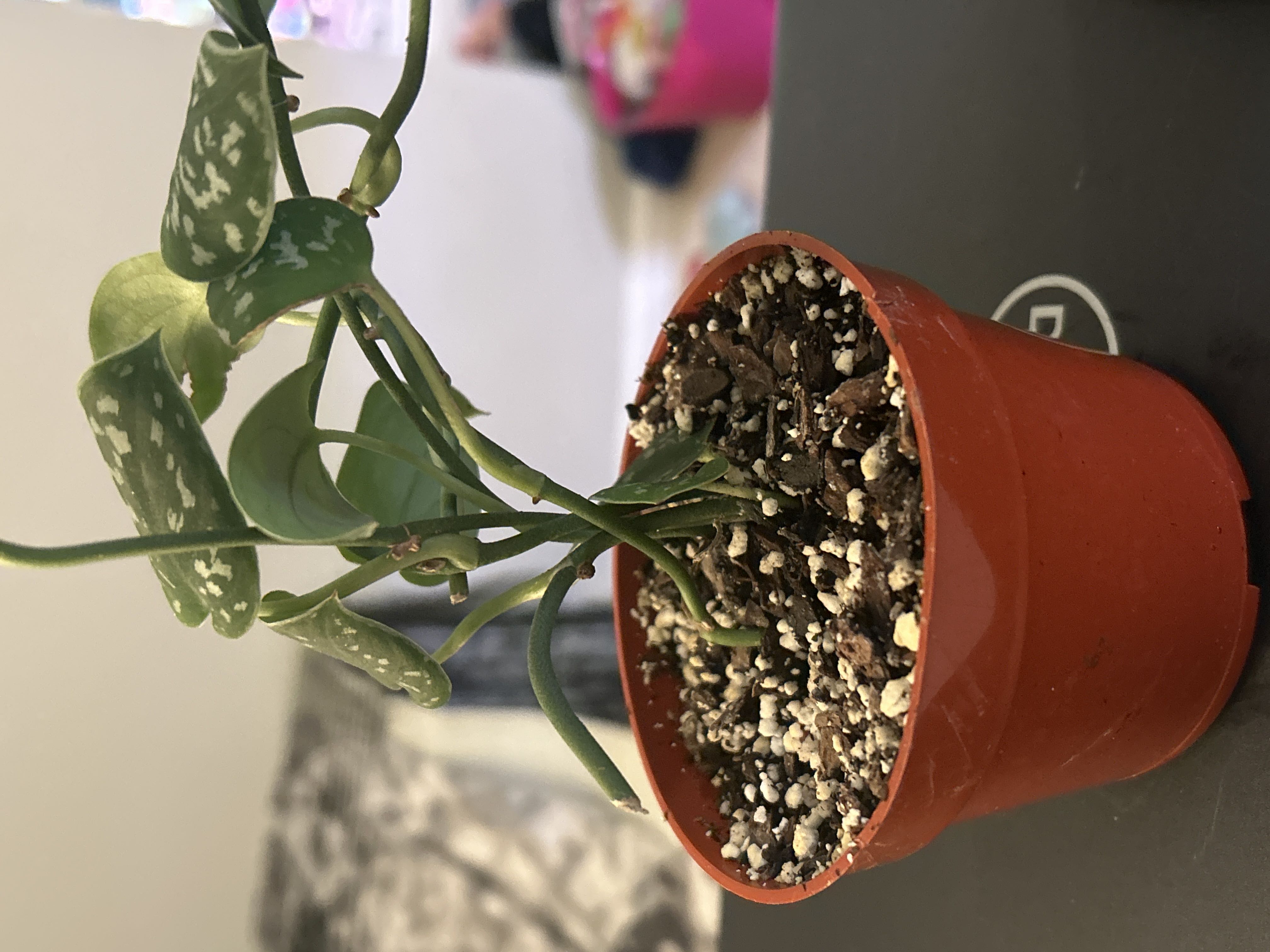 Photo from the post
