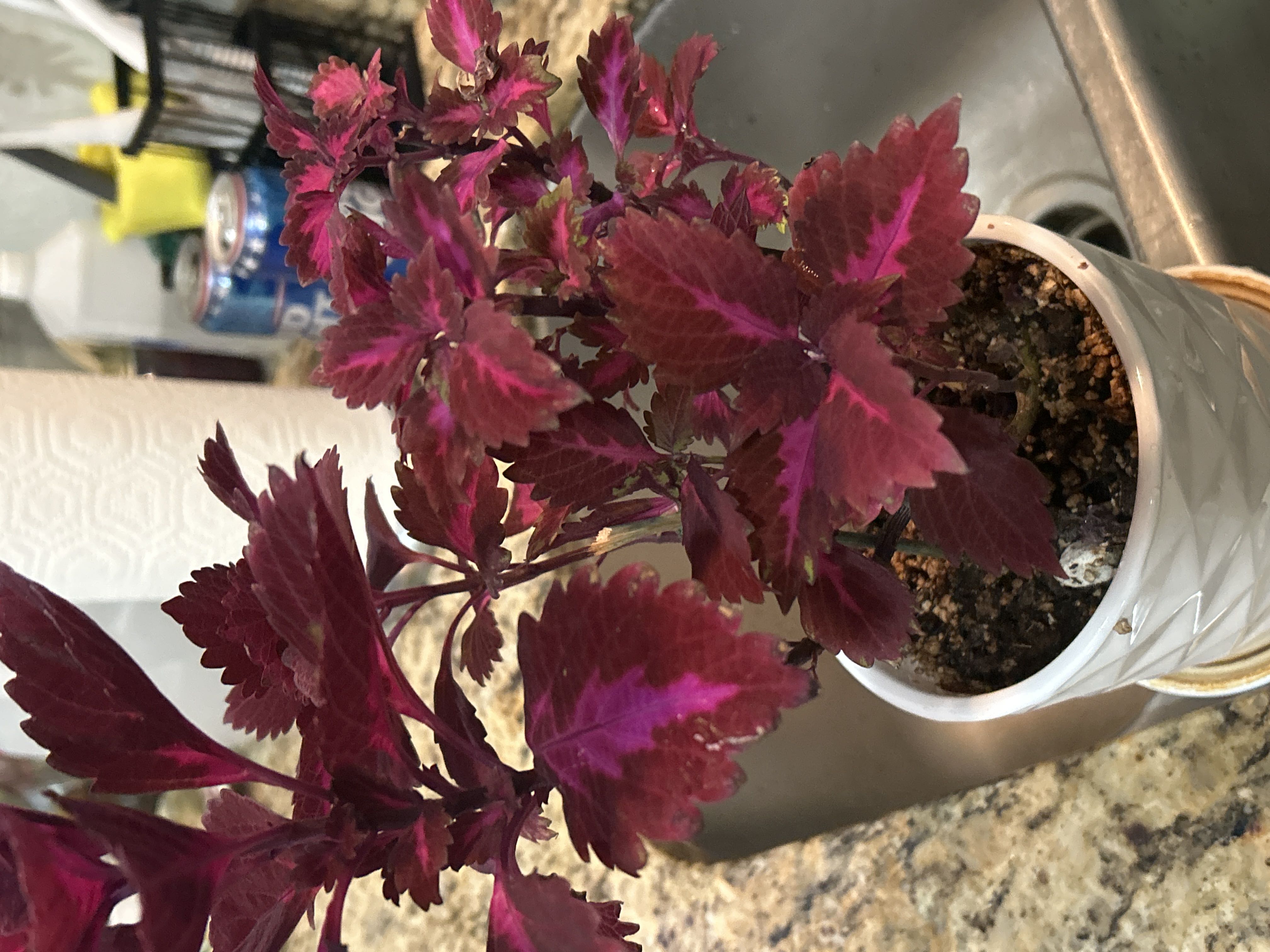 Photo from the post
