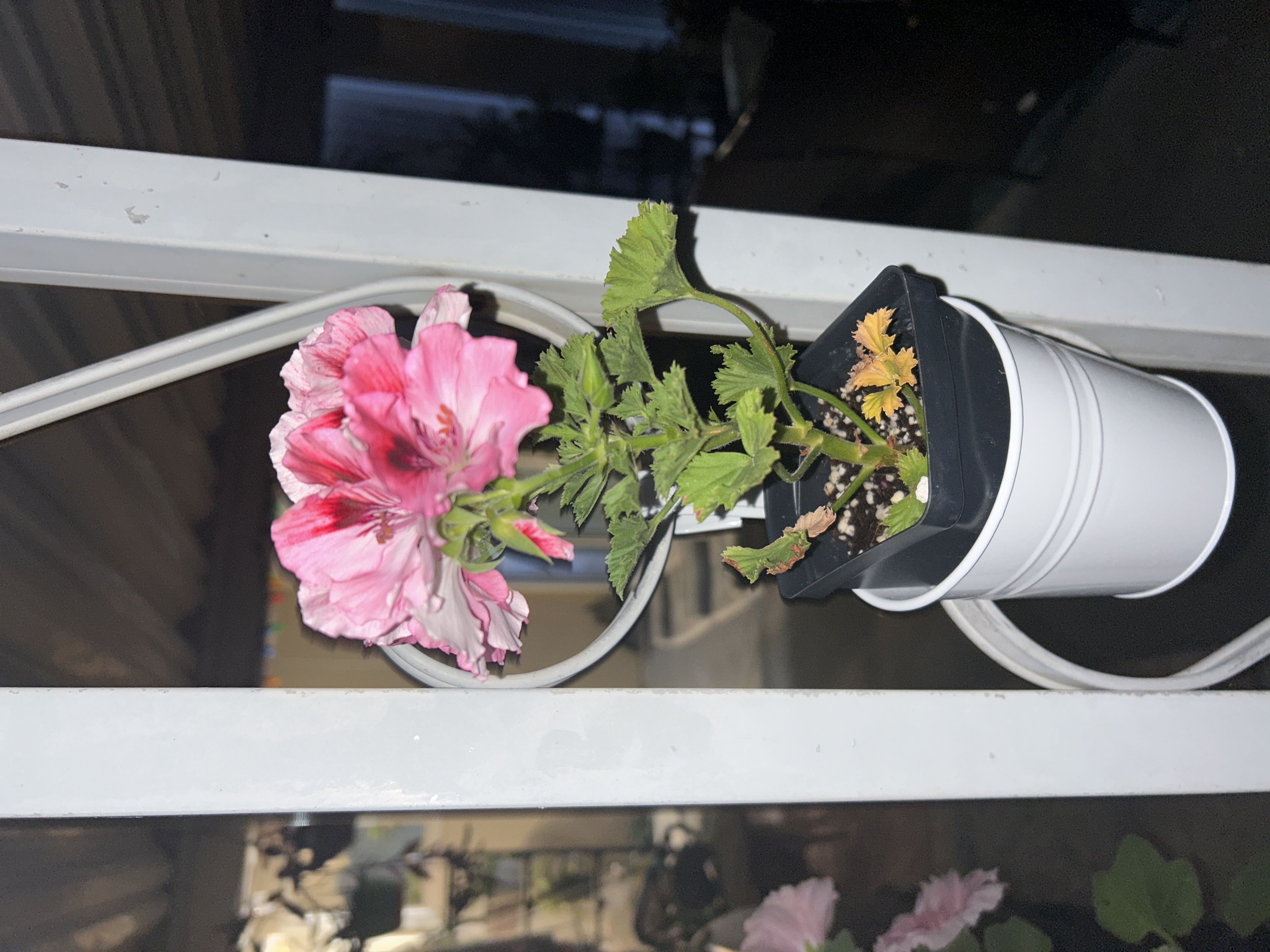 Photo from the post