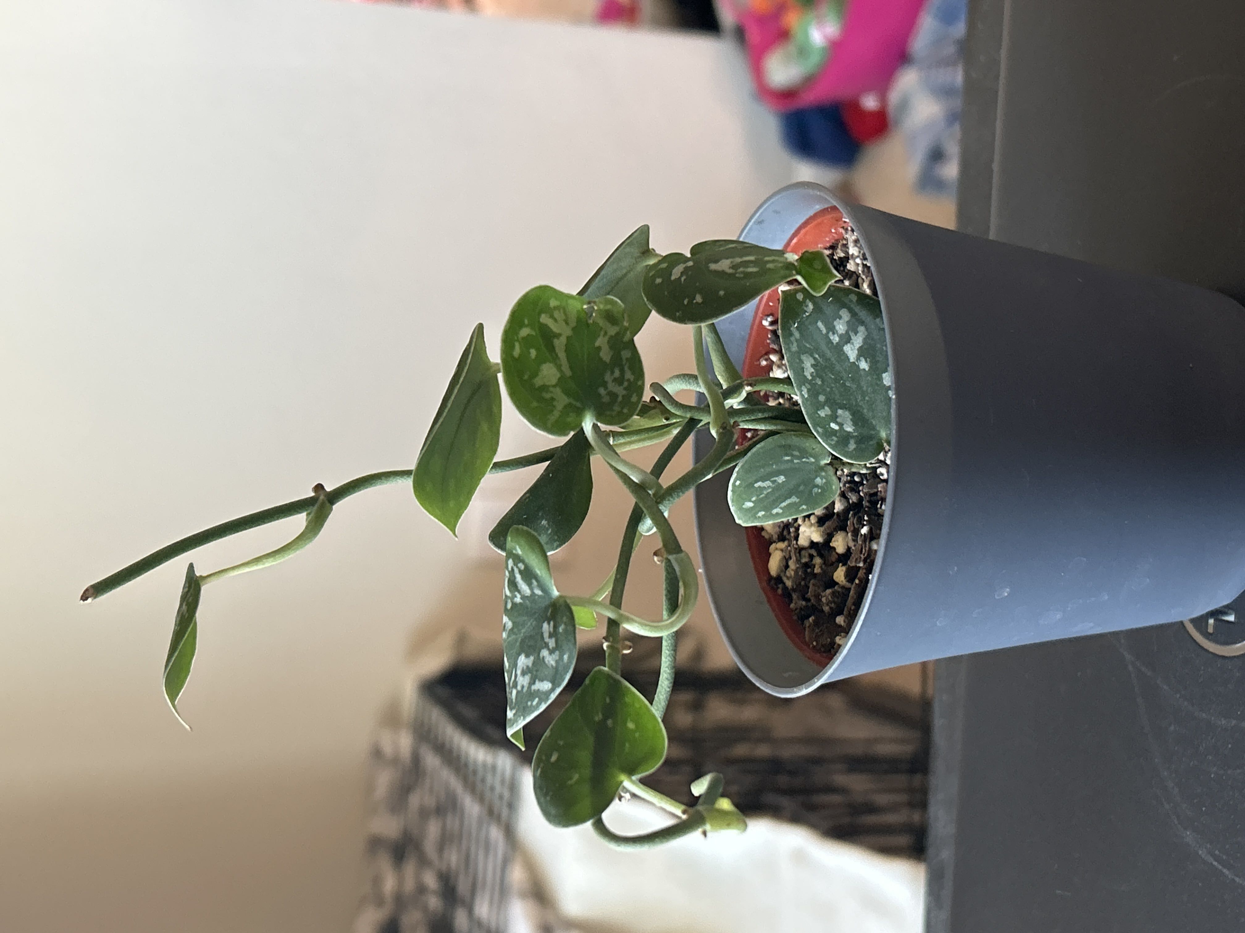 Photo from the post