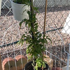 Photo of the plant species Pink Jasmine by @Shells_Garden named Jazzmin on Greg, the plant care app