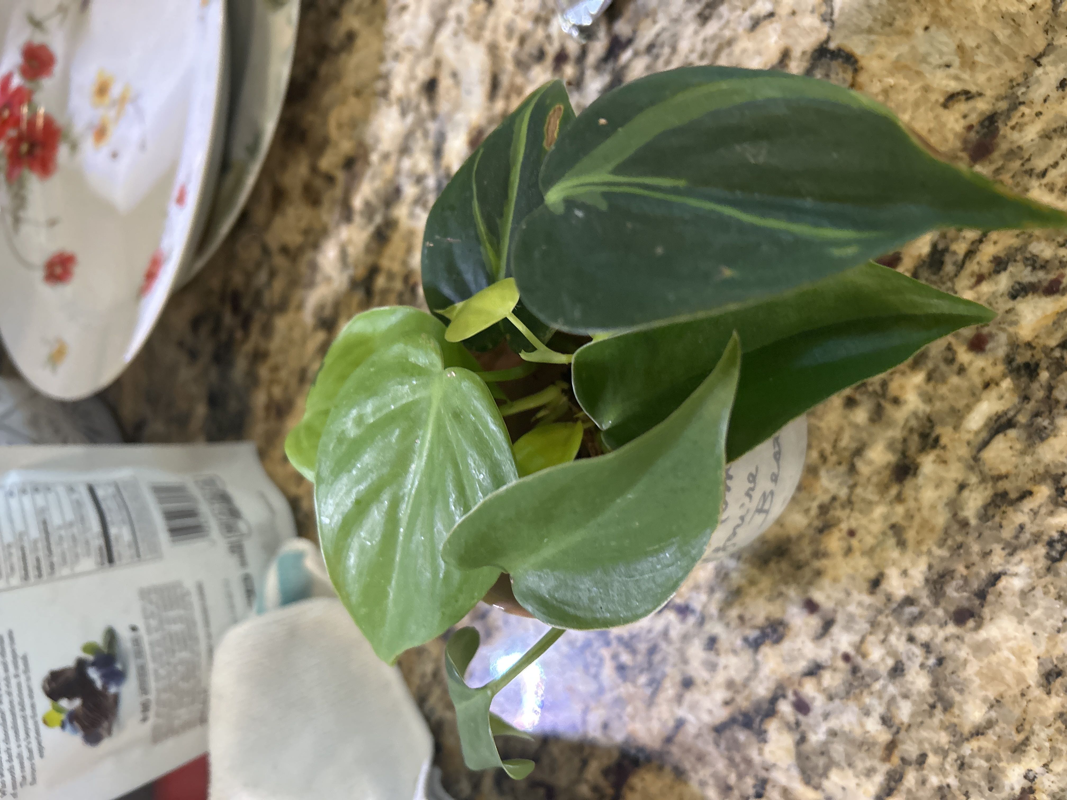 Photo from the post